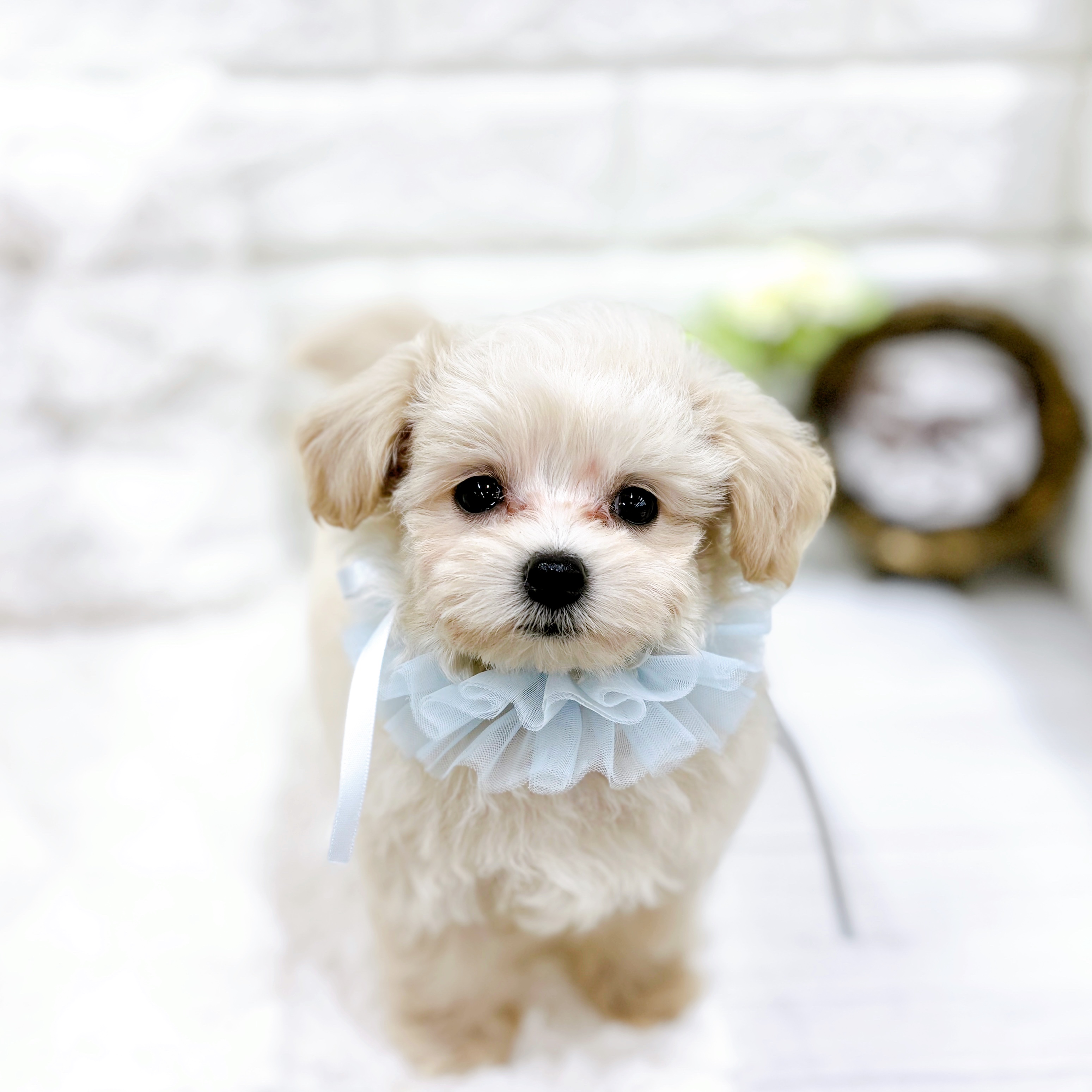 福井県のマルプー(マルチーズ×プードル) (犬の家＆猫の里アミーゴ福井店/2026年2月4日生まれ/男の子/クリーム)の子犬の4枚目の画像