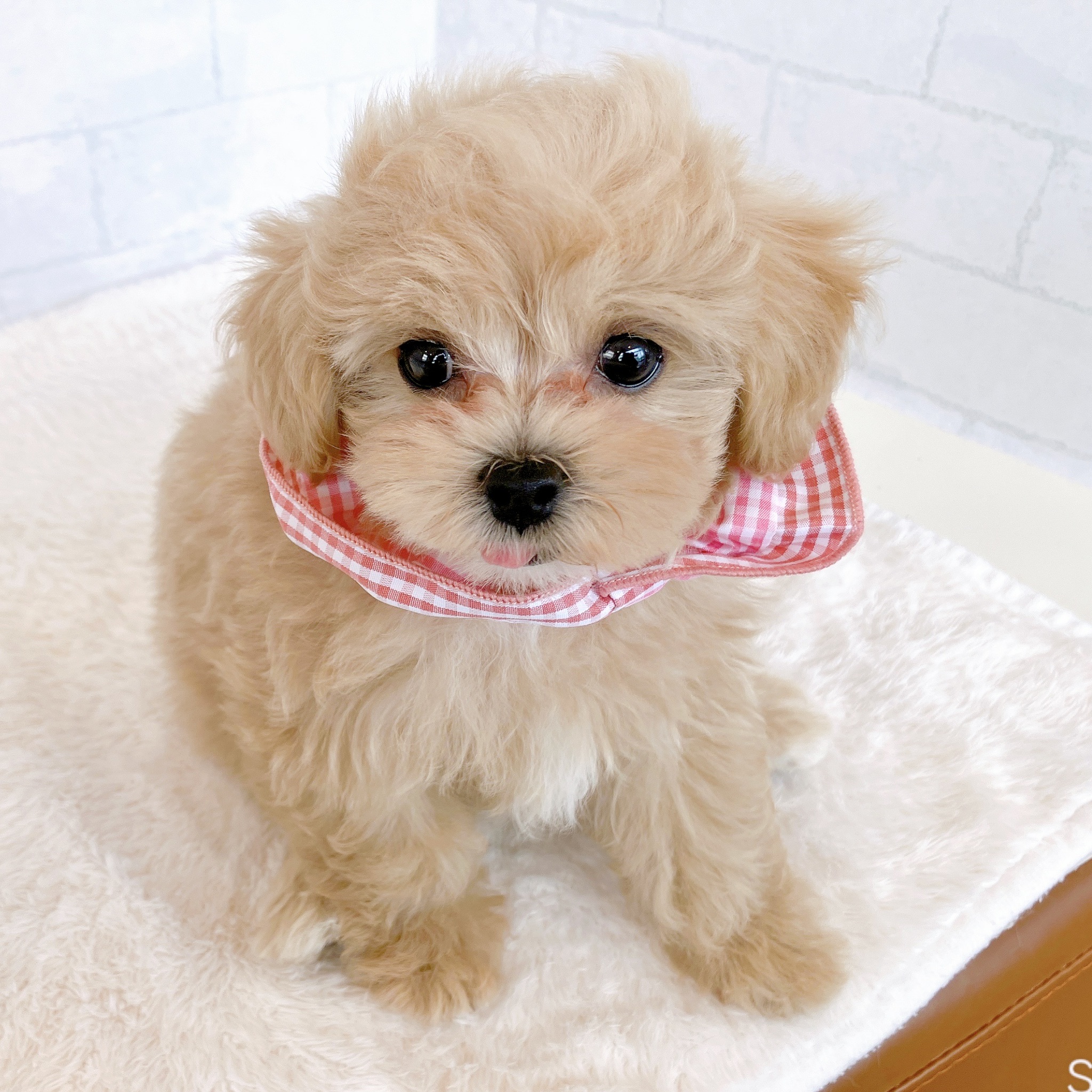 石川県のマルプー(マルチーズ×プードル) (犬の家＆猫の里金沢店/2026年2月4日生まれ/女の子/クリームホワイト)の子犬の4枚目の画像