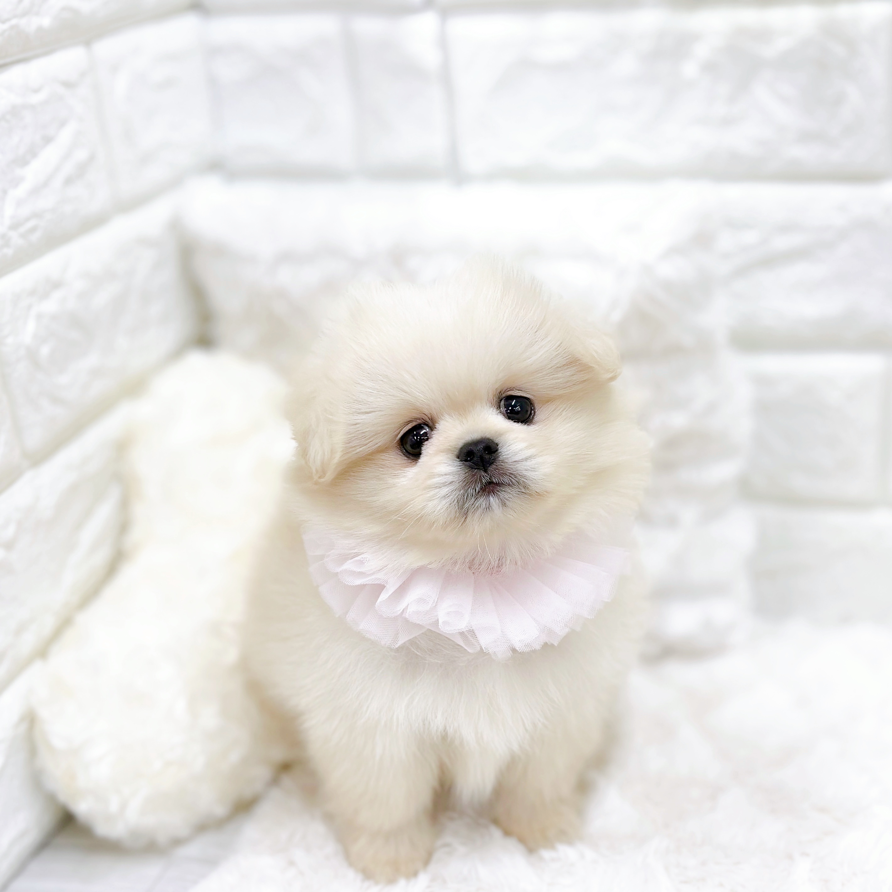 福井県のペキポメ/ポメペキ(ペキニーズ×ポメラニアン) (犬の家＆猫の里アミーゴ福井店/2026年2月3日生まれ/女の子/クリーム)の子犬の4枚目の画像