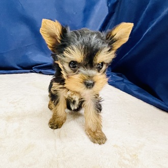 愛知県のヨークシャーテリア (犬の家＆猫の里一宮店/2026年2月2日生まれ/男の子/スチールブルータン)の子犬の4枚目の画像
