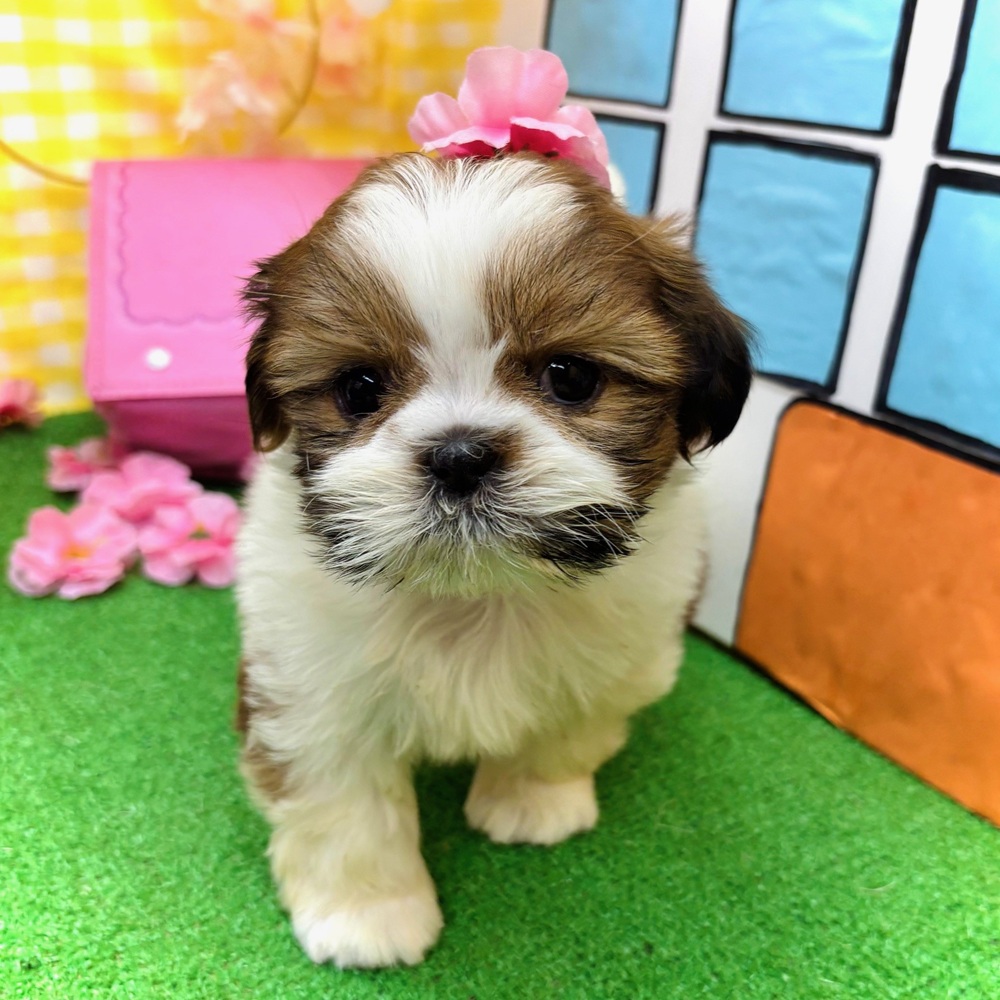 愛知県のシーズー (犬の家＆猫の里名古屋天白店/2026年2月1日生まれ/女の子/ゴールドホワイト)の子犬の4枚目の画像