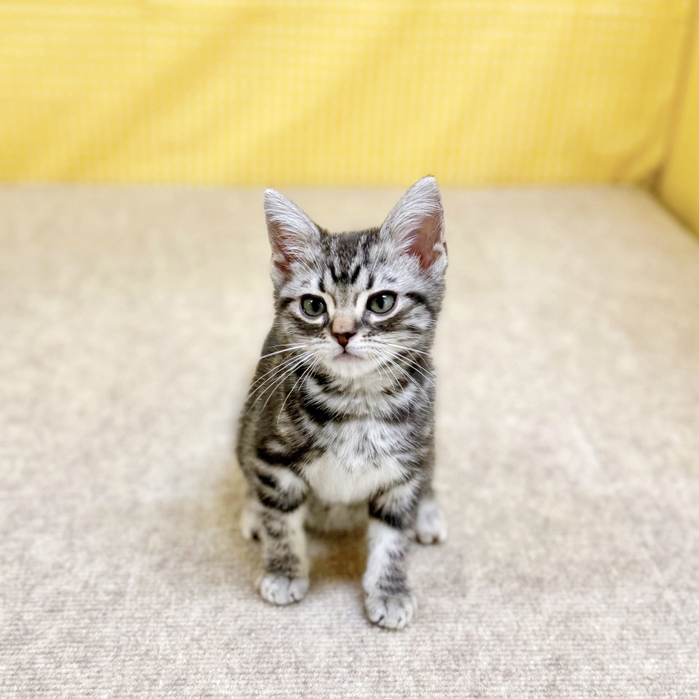 愛知県のアメリカンショートヘアー (犬の家＆猫の里一宮店/2026年2月3日生まれ/男の子/シルバータビー)の子猫の4枚目の画像