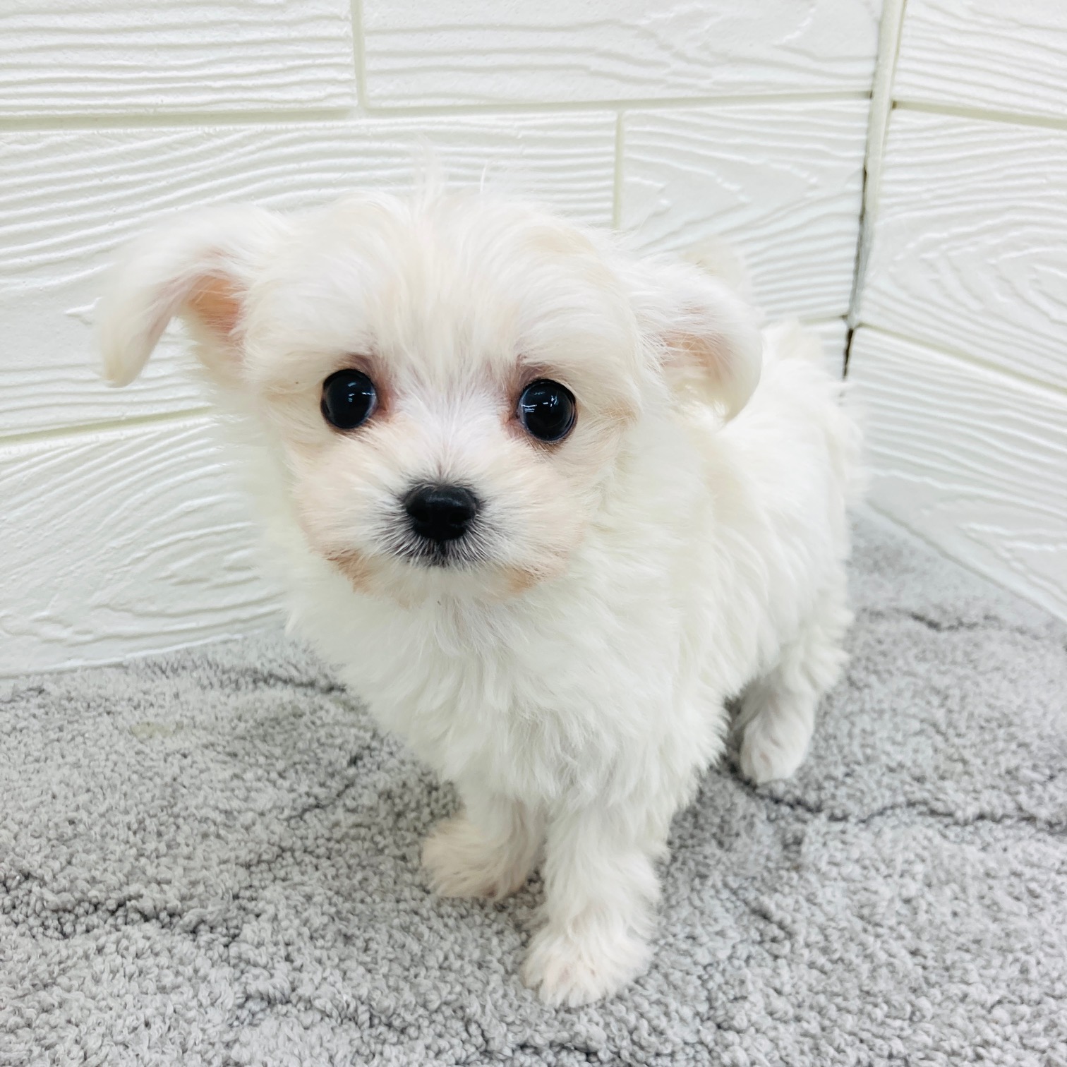愛知県のチワマル/マルチワ(チワワ×マルチーズ) (犬の家＆猫の里七宝店/2026年2月3日生まれ/女の子/ホワイト)の子犬の4枚目の画像