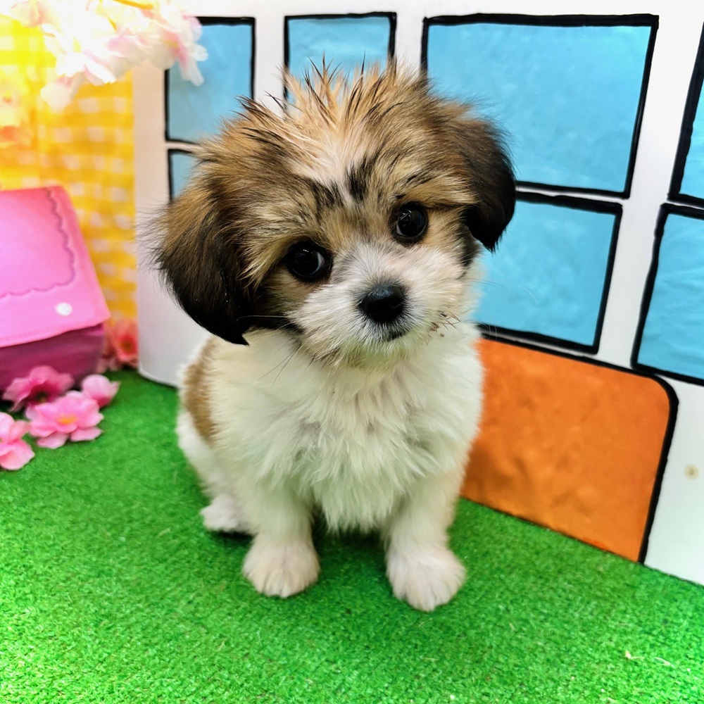 愛知県のハーフ犬・ミックス犬 (犬の家＆猫の里名古屋天白店/2026年2月3日生まれ/女の子/ホワイトブラウン)の子犬の4枚目の画像