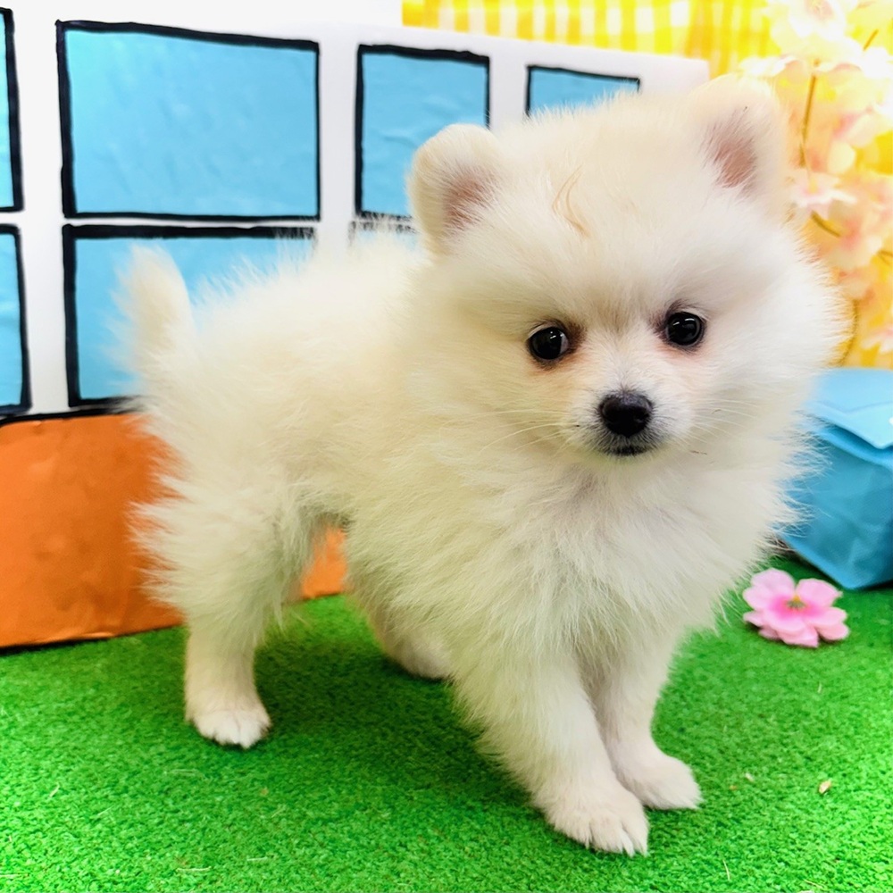 愛知県のポメラニアン (犬の家＆猫の里名古屋天白店/2026年2月4日生まれ/女の子/クリーム)の子犬の4枚目の画像