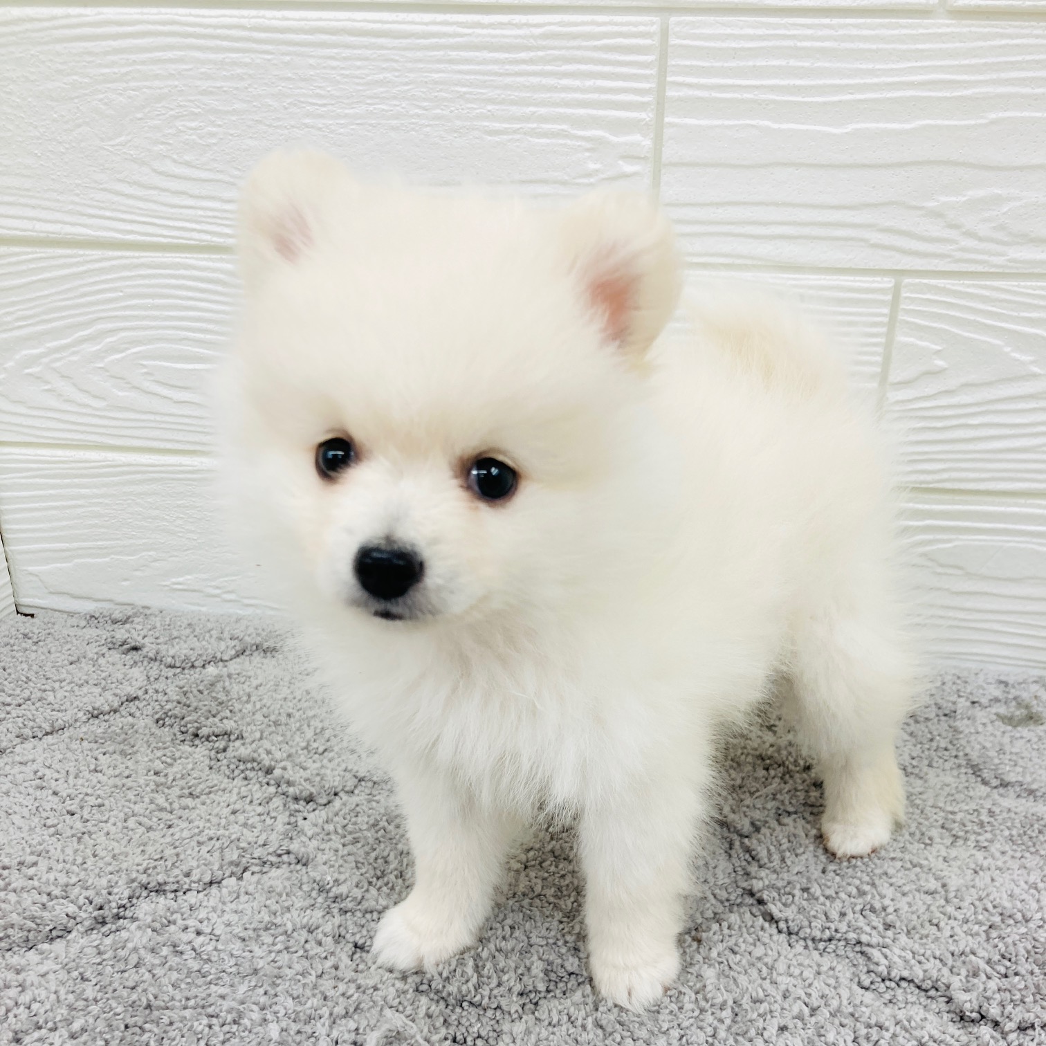 愛知県のポメラニアン (犬の家＆猫の里七宝店/2026年2月4日生まれ/男の子/クリーム)の子犬の4枚目の画像