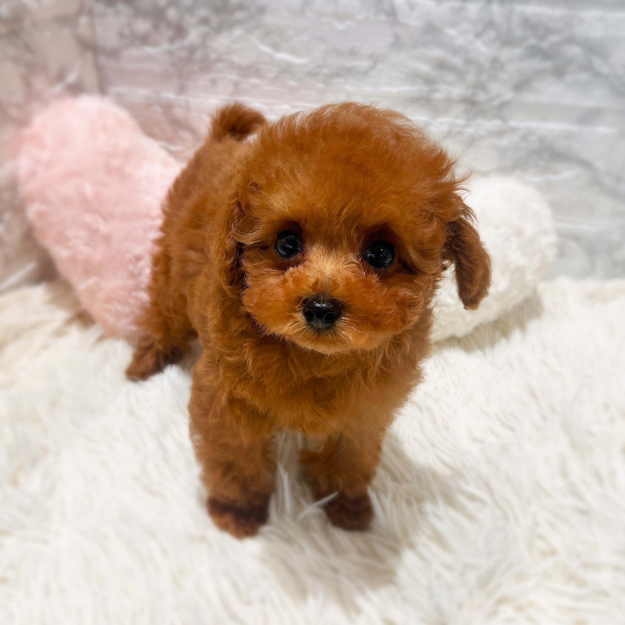 愛知県のトイプードル(タイニー) (犬の家＆猫の里MiO香久山店/2026年1月29日生まれ/女の子/レッドフォーン)の子犬の4枚目の画像