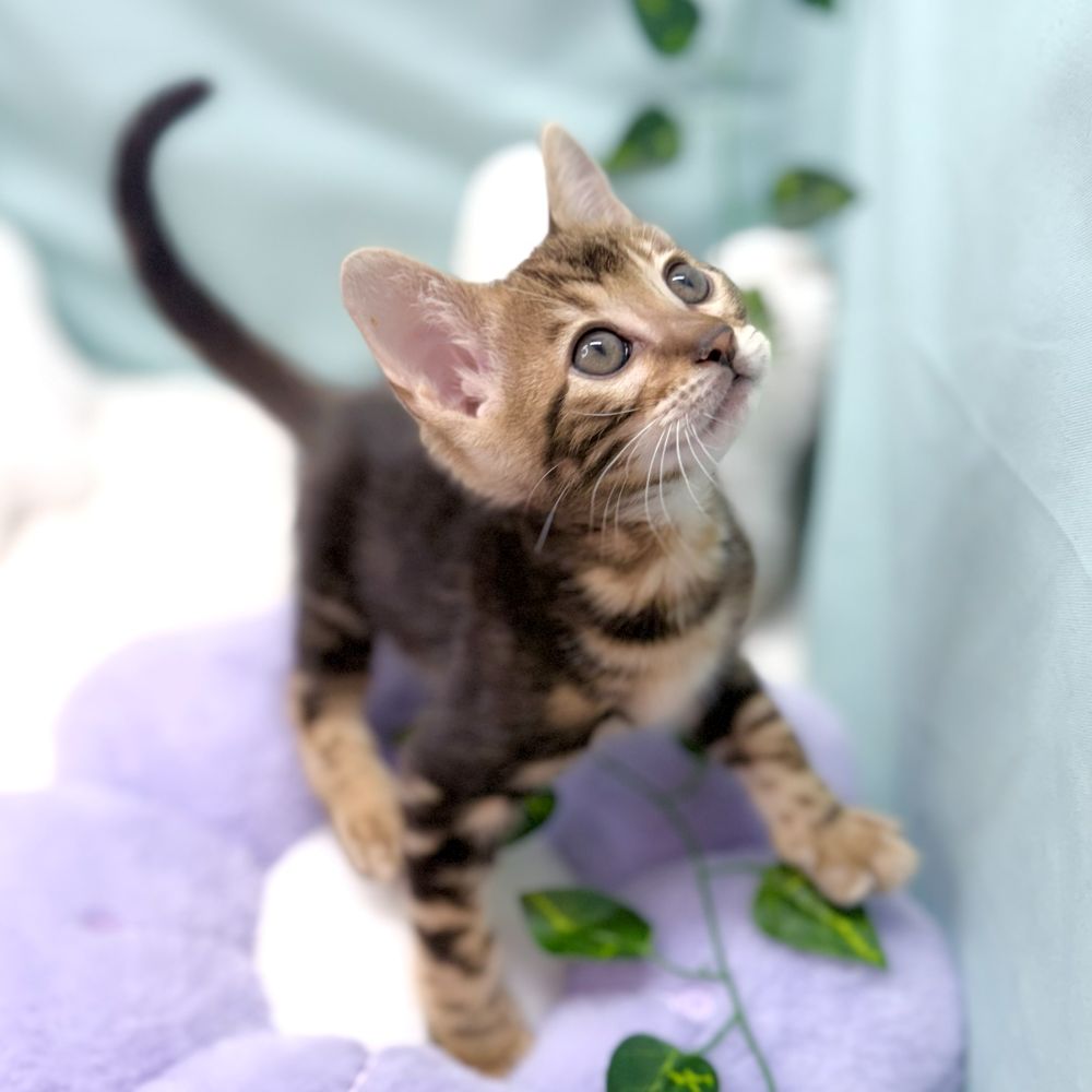 愛知県のベンガル (犬の家＆猫の里愛知刈谷店/2026年2月2日生まれ/男の子/ブラウンマーブルタビー)の子猫の4枚目の画像