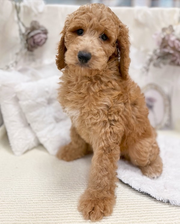 岐阜県のスタンダードプードル (犬の家＆猫の里カラフルタウン岐阜店/2026年2月2日生まれ/女の子/レッド)の子犬の4枚目の画像