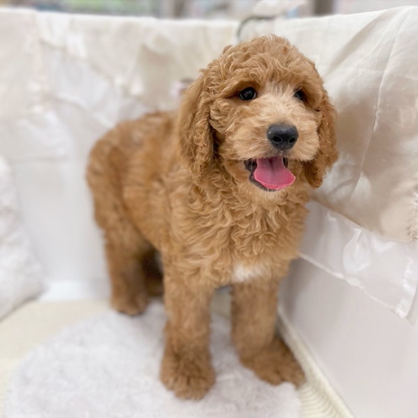 岐阜県のスタンダードプードル (犬の家＆猫の里カラフルタウン岐阜店/2026年2月2日生まれ/女の子/レッド)の子犬の4枚目の画像