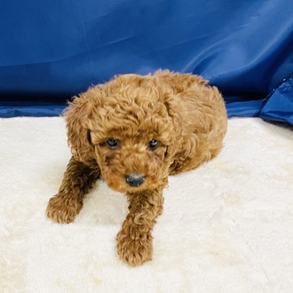 愛知県のトイプードル(トイ) (犬の家＆猫の里一宮店/2026年1月28日生まれ/男の子/レッド)の子犬の4枚目の画像