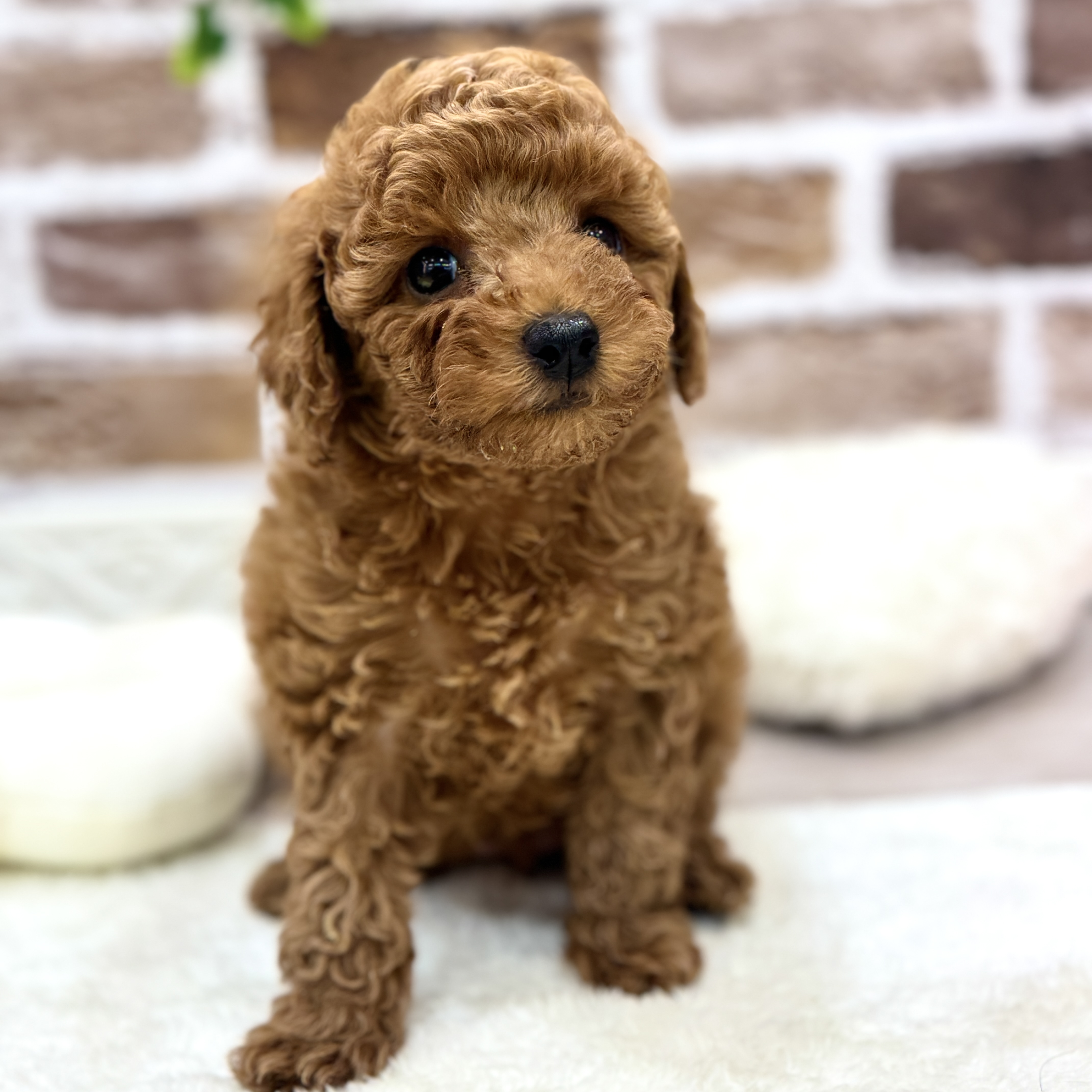 三重県のトイプードル(トイ) (犬の家＆猫の里三重桑名店/2026年2月1日生まれ/女の子/レッドフォーン)の子犬の1枚目の画像