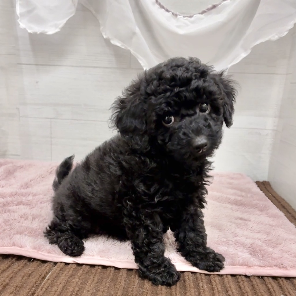 愛知県のトイプードル(トイ) (犬の家＆猫の里碧南店/2026年2月1日生まれ/女の子/ブラック)の子犬の4枚目の画像