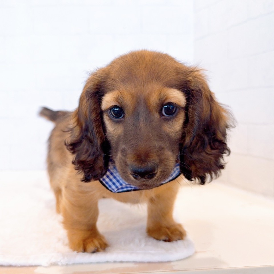 石川県のミニチュアダックスフンド(ロング) (犬の家＆猫の里金沢店/2026年2月3日生まれ/男の子/レッド)の子犬の4枚目の画像