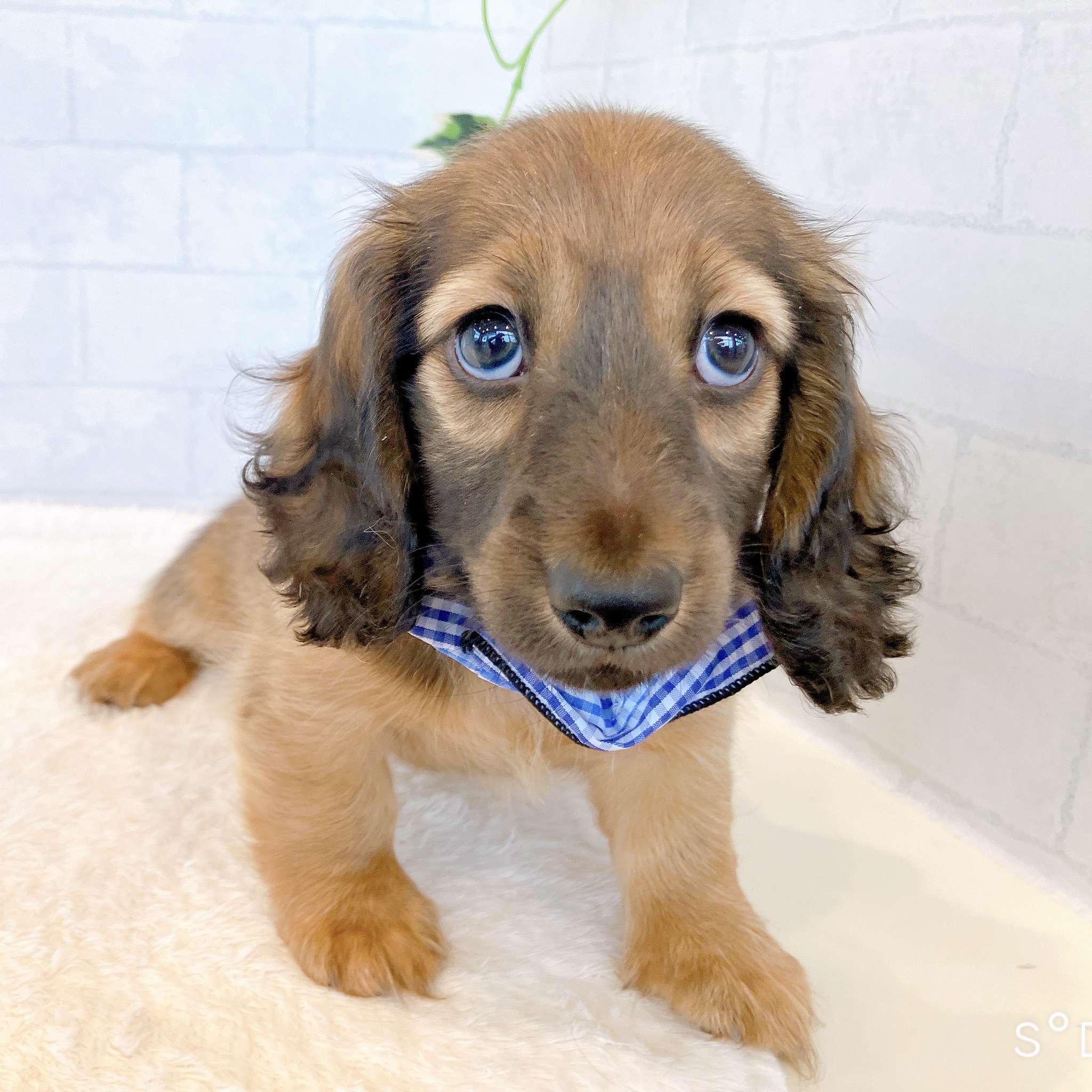 石川県のミニチュアダックスフンド(ロング) (犬の家＆猫の里金沢店/2026年2月3日生まれ/男の子/レッド)の子犬の4枚目の画像