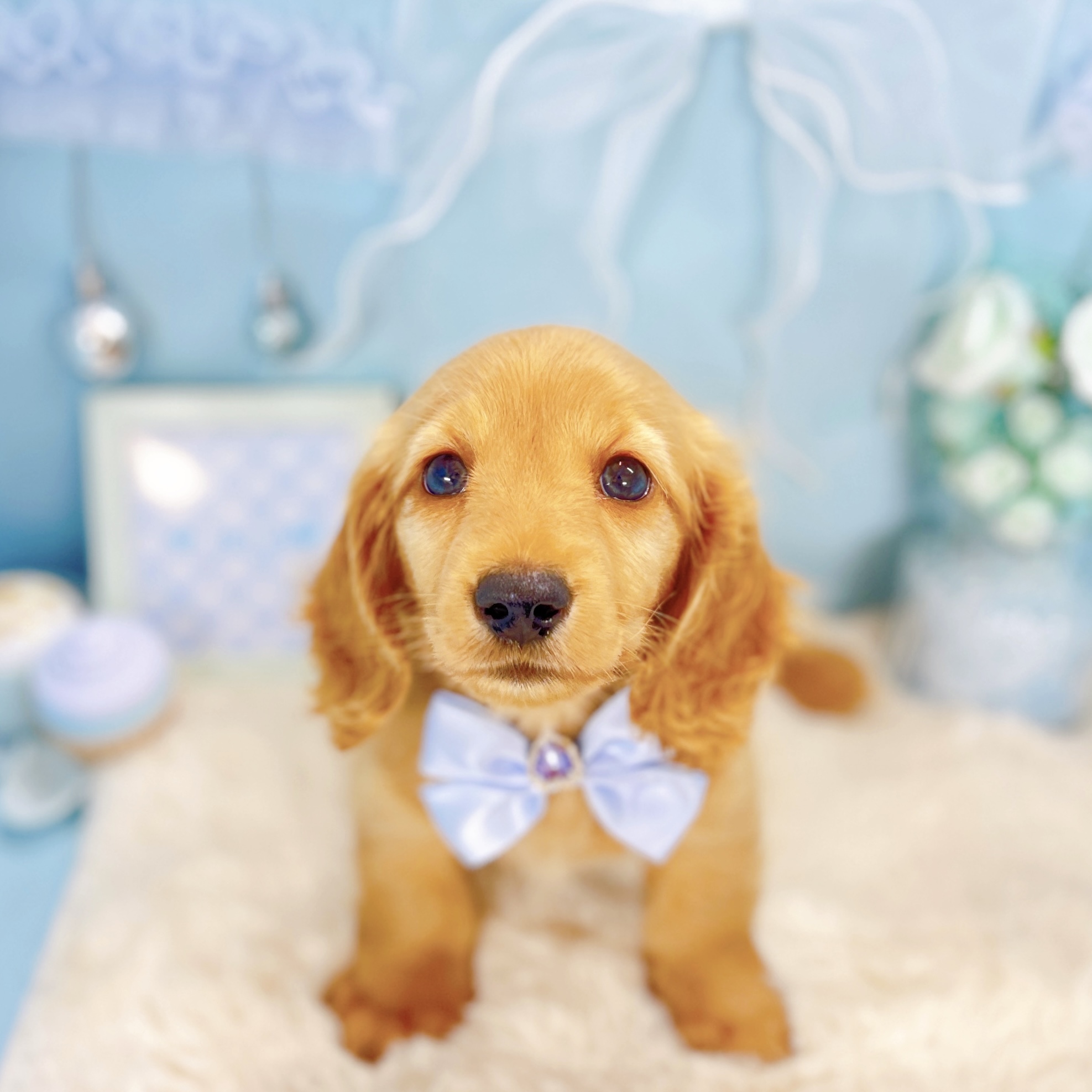 福井県のミニチュアダックスフンド(ロング) (犬の家＆猫の里アミーゴ福井大和田店/2026年2月3日生まれ/男の子/ゴールド)の子犬の1枚目の画像