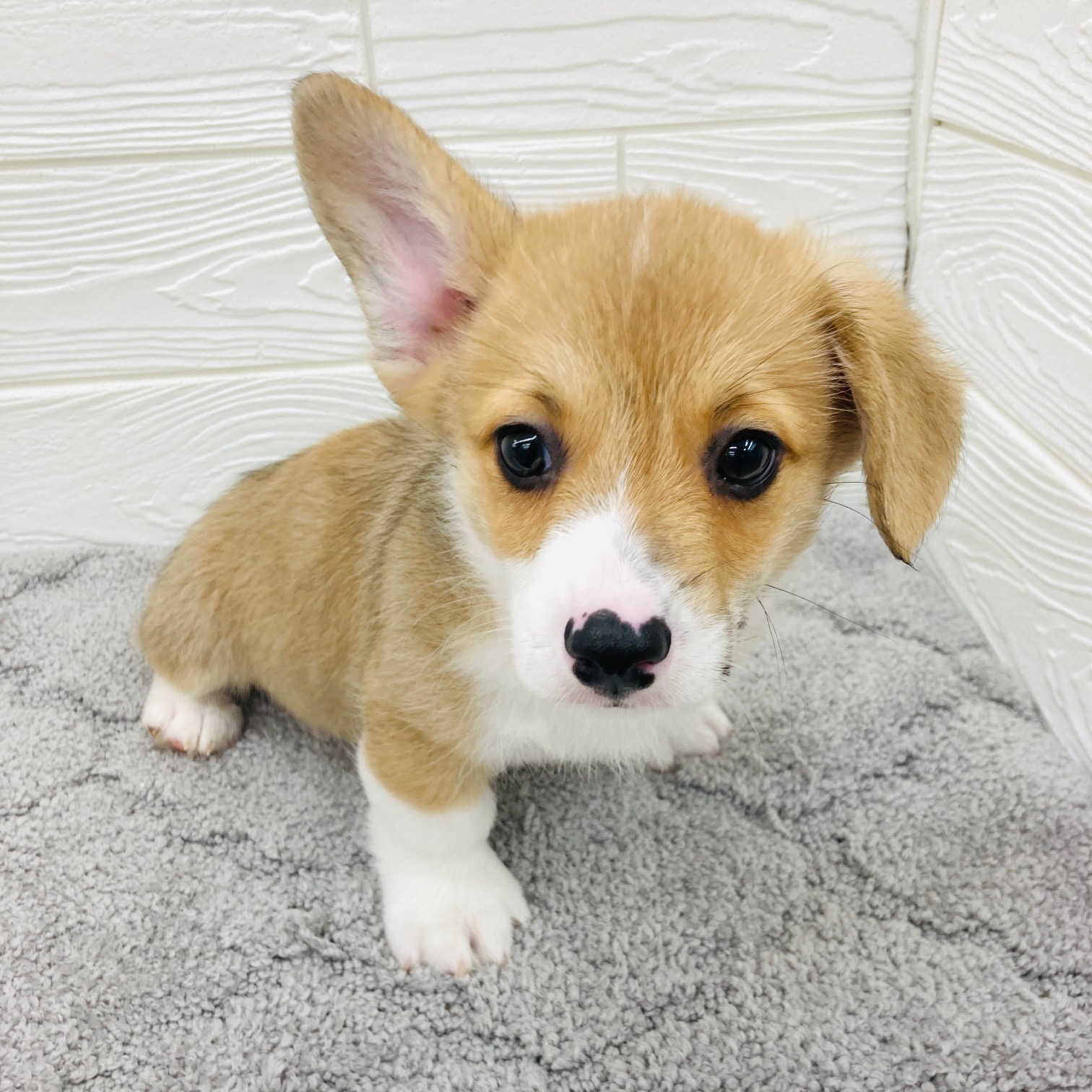 愛知県のウェルシュコーギーペンブローク (犬の家＆猫の里七宝店/2026年2月4日生まれ/男の子/レッドホワイト)の子犬の4枚目の画像