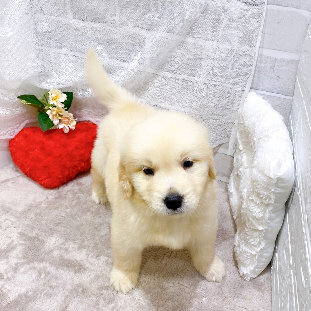 滋賀県のゴールデンレトリバー (犬の家＆猫の里長浜店/2026年3月19日生まれ/男の子/ゴールデン)の子犬の4枚目の画像