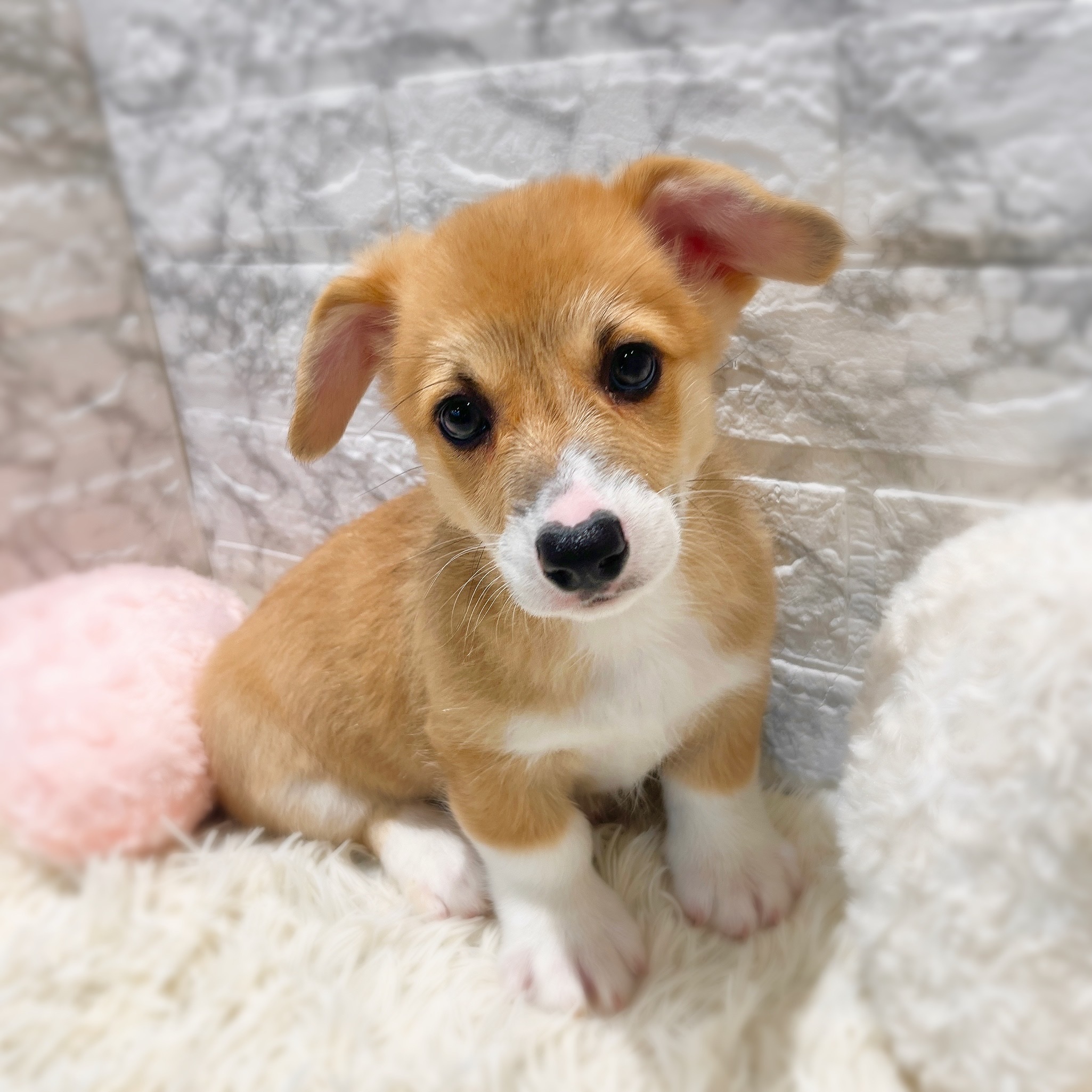 愛知県のウェルシュコーギーペンブローク (犬の家＆猫の里MiO香久山店/2026年2月4日生まれ/女の子/レッドホワイト)の子犬の4枚目の画像