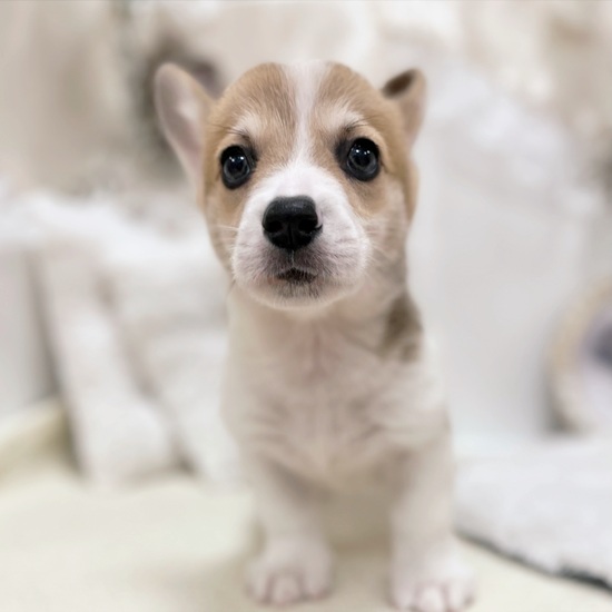 岐阜県のウェルシュコーギーペンブローク (犬の家＆猫の里カラフルタウン岐阜店/2026年1月26日生まれ/男の子/レッドホワイト)の子犬の4枚目の画像