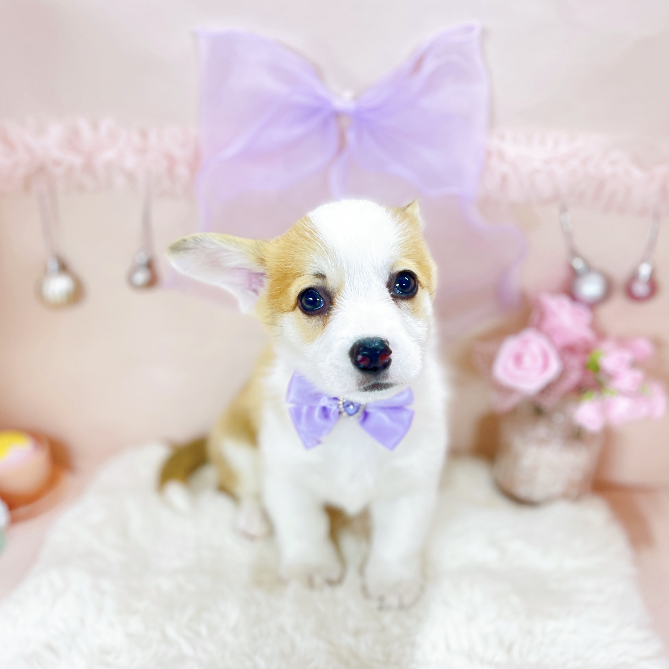 福井県のウェルシュコーギーペンブローク (犬の家＆猫の里アミーゴ福井大和田店/2026年1月26日生まれ/女の子/レッドホワイト)の子犬の4枚目の画像