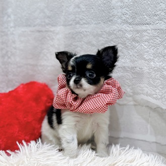 滋賀県のチワワ(ロング) (犬の家＆猫の里長浜店/2026年2月3日生まれ/女の子/ブラックタンホワイト)の子犬の4枚目の画像