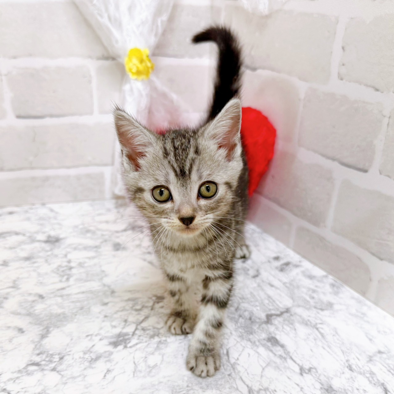 京都府のアメリカンショートヘアー (犬の家＆猫の里京都精華店/2026年2月4日生まれ/男の子/シルバータビー)の子猫の4枚目の画像