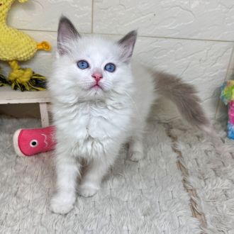 兵庫県のラグドール (犬の家＆猫の里ゆめタウン姫路店/2026年2月2日生まれ/女の子/ブルーポイントバイカラー)の子猫の4枚目の画像