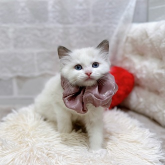 滋賀県のラグドール (犬の家＆猫の里長浜店/2026年2月2日生まれ/女の子/シールポイントバイカラー)の子猫の4枚目の画像