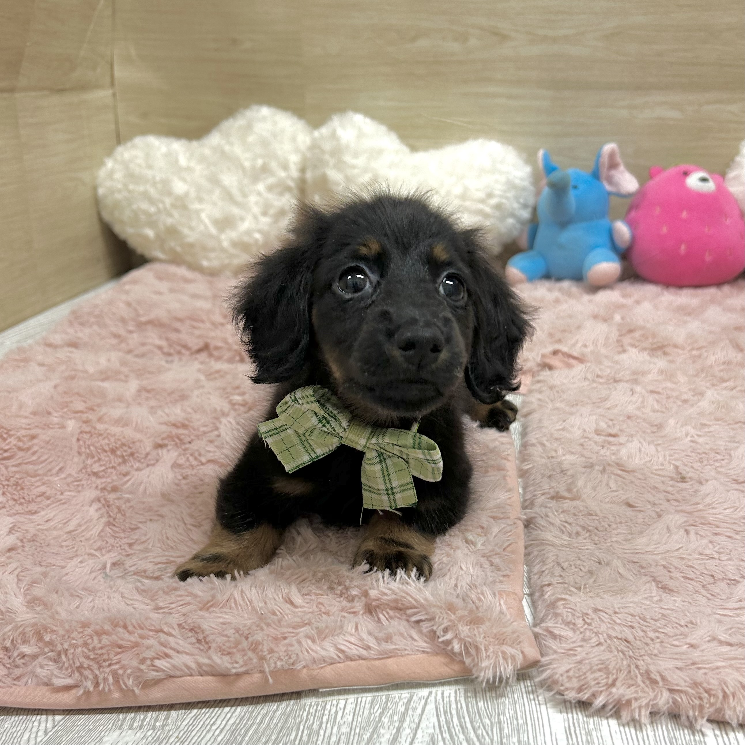 大阪府のカニンヘンダックスフンド(ロング) (犬の家＆猫の里そよら東岸和田店/2026年2月5日生まれ/女の子/ブラックタン)の子犬の4枚目の画像