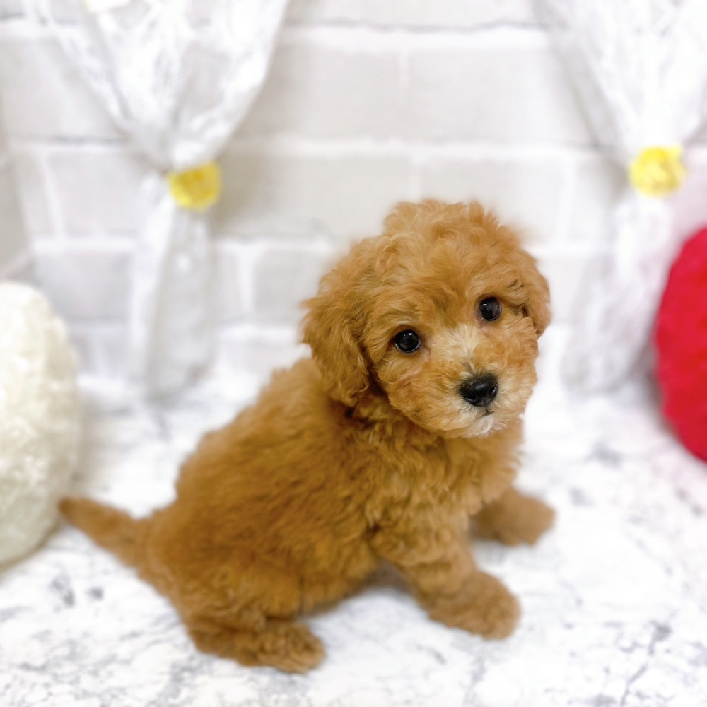 京都府のビションプー(ビションフリーゼ×プードル) (犬の家＆猫の里京都精華店/2026年2月3日生まれ/男の子/アプリコット)の子犬の4枚目の画像