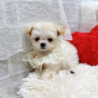 滋賀県のチワマル/マルチワ(チワワ×マルチーズ) (犬の家＆猫の里長浜店/2026年2月4日生まれ/女の子/ホワイト)の子犬の4枚目の画像