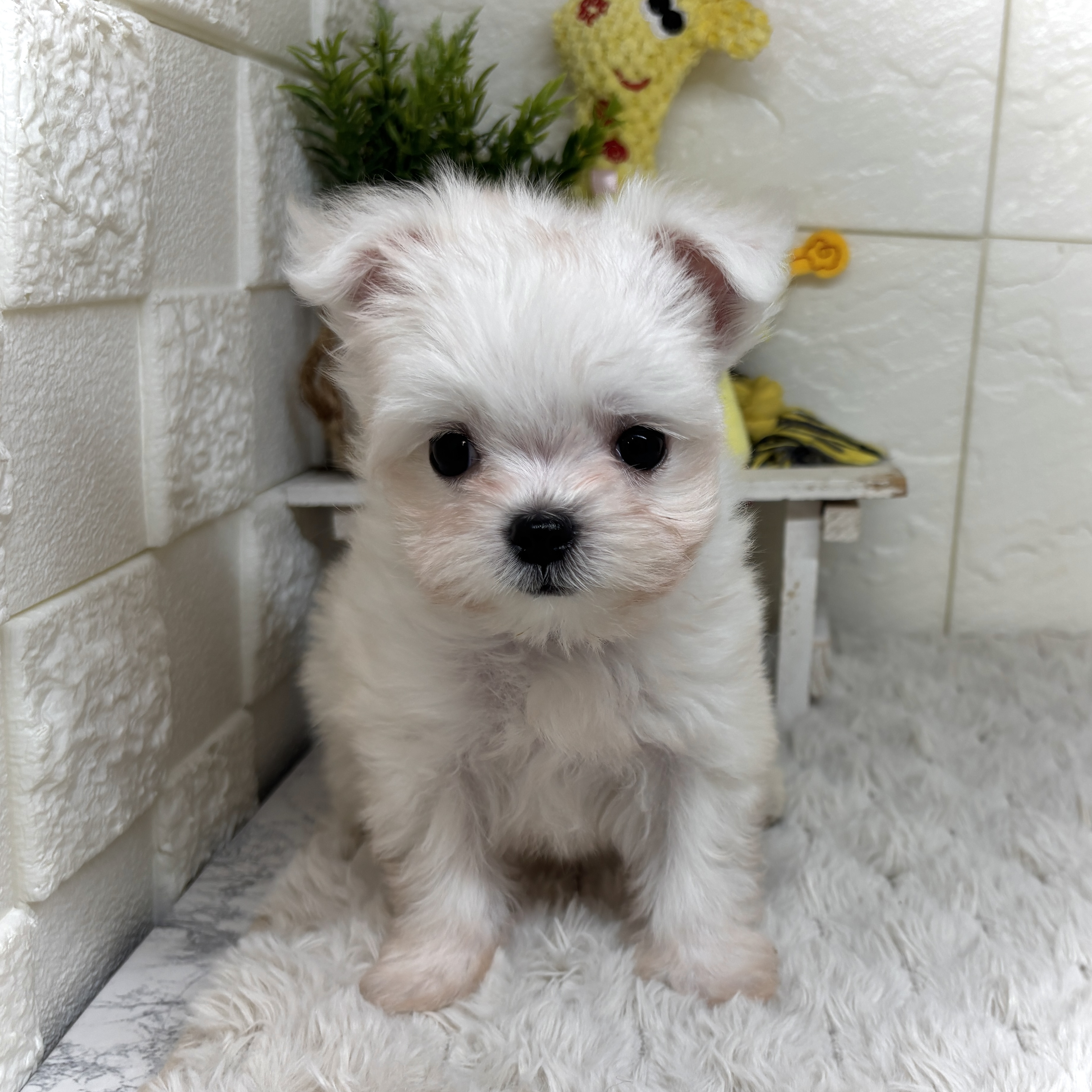 兵庫県のチワマル/マルチワ(チワワ×マルチーズ) (犬の家＆猫の里ゆめタウン姫路店/2026年2月4日生まれ/女の子/ホワイト)の子犬の4枚目の画像