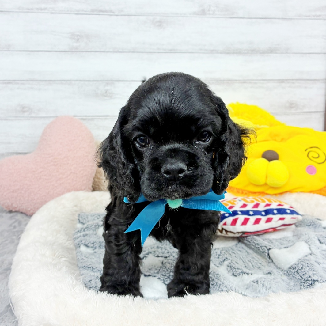 兵庫県のアメリカンコッカースパニエル (犬の家＆猫の里川西店/2026年2月5日生まれ/男の子/ブラック)の子犬の1枚目の画像