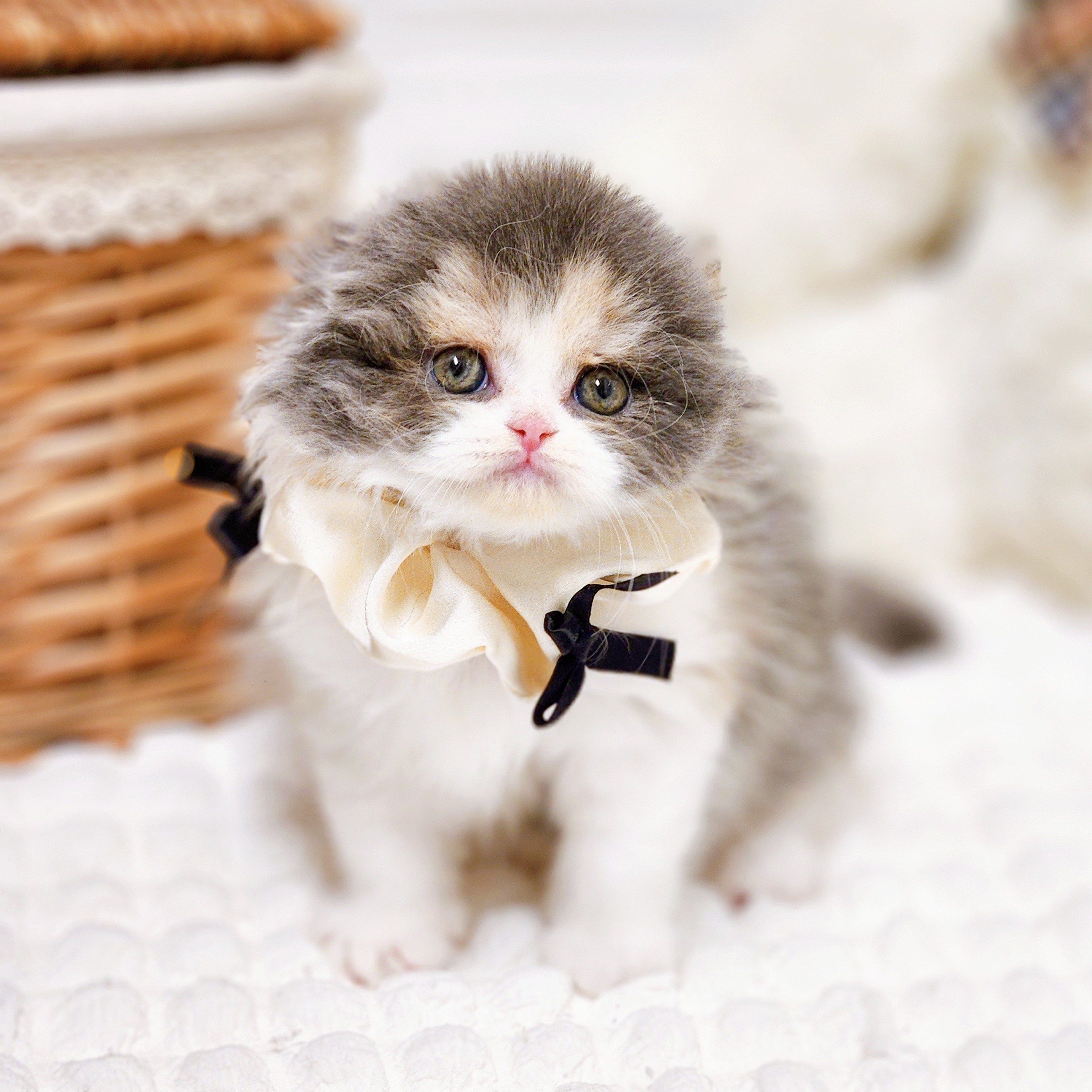 滋賀県のスコティッシュフォールド (犬の家＆猫の里近江八幡店/2026年2月4日生まれ/女の子/ブルーパッチドタビーホワイト)の子猫の4枚目の画像