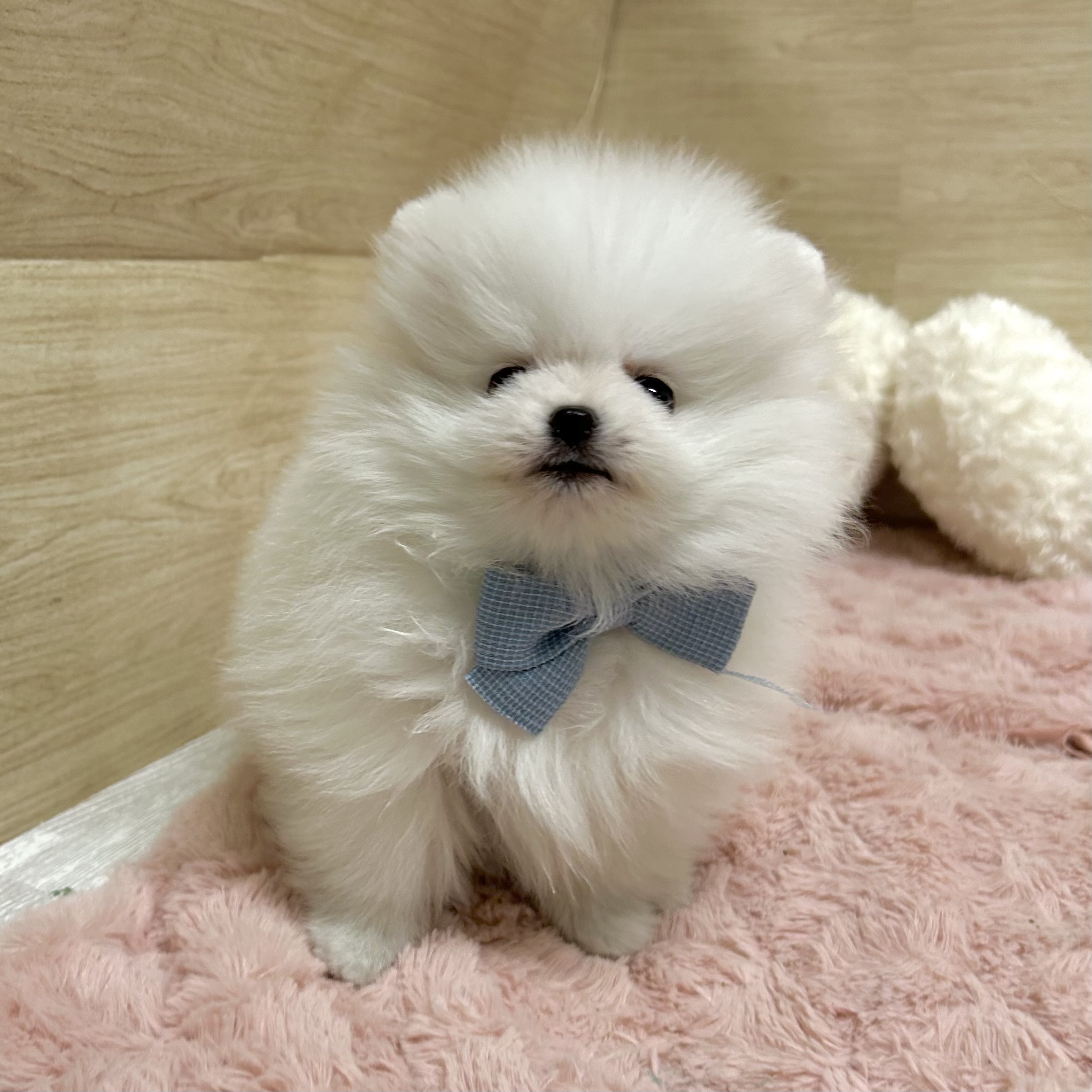 大阪府のポメラニアン (犬の家＆猫の里そよら東岸和田店/2026年2月3日生まれ/女の子/ホワイト)の子犬の4枚目の画像