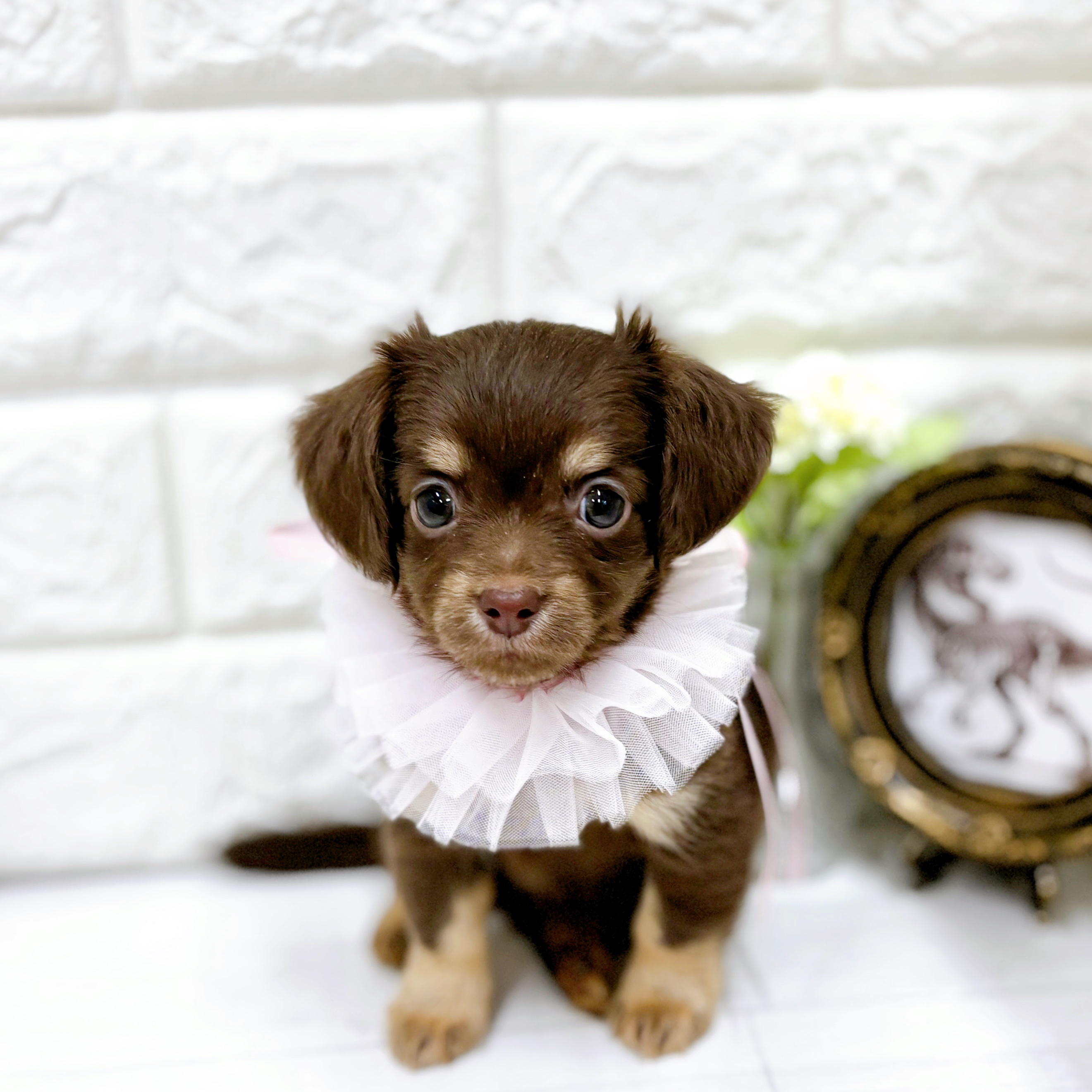 福井県のチワックス(チワワ×ダックス) (犬の家＆猫の里アミーゴ福井店/2026年2月3日生まれ/女の子/チョコレートタン)の子犬の4枚目の画像