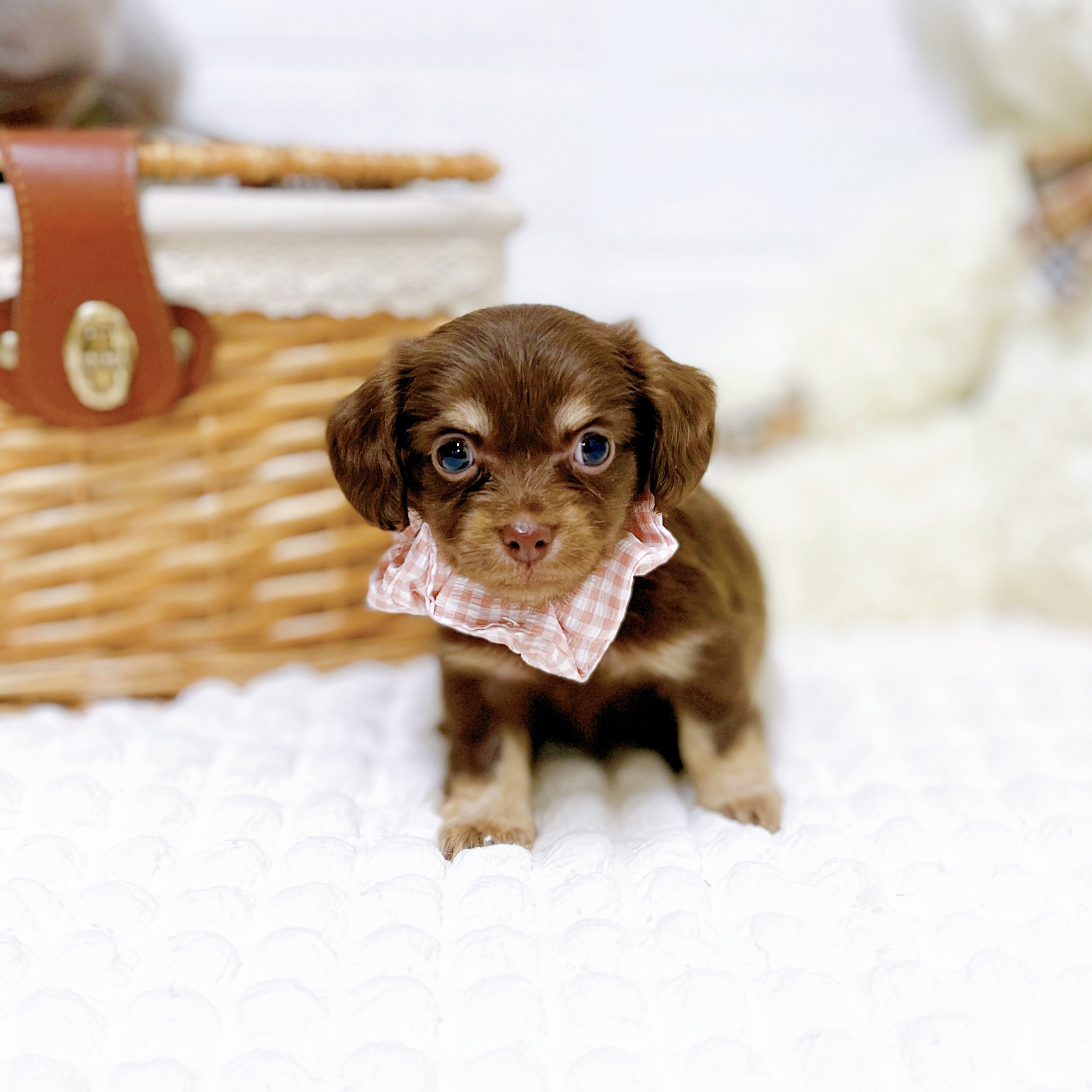 滋賀県のチワックス(チワワ×ダックス) (犬の家＆猫の里近江八幡店/2026年2月3日生まれ/女の子/チョコレートタン)の子犬の4枚目の画像