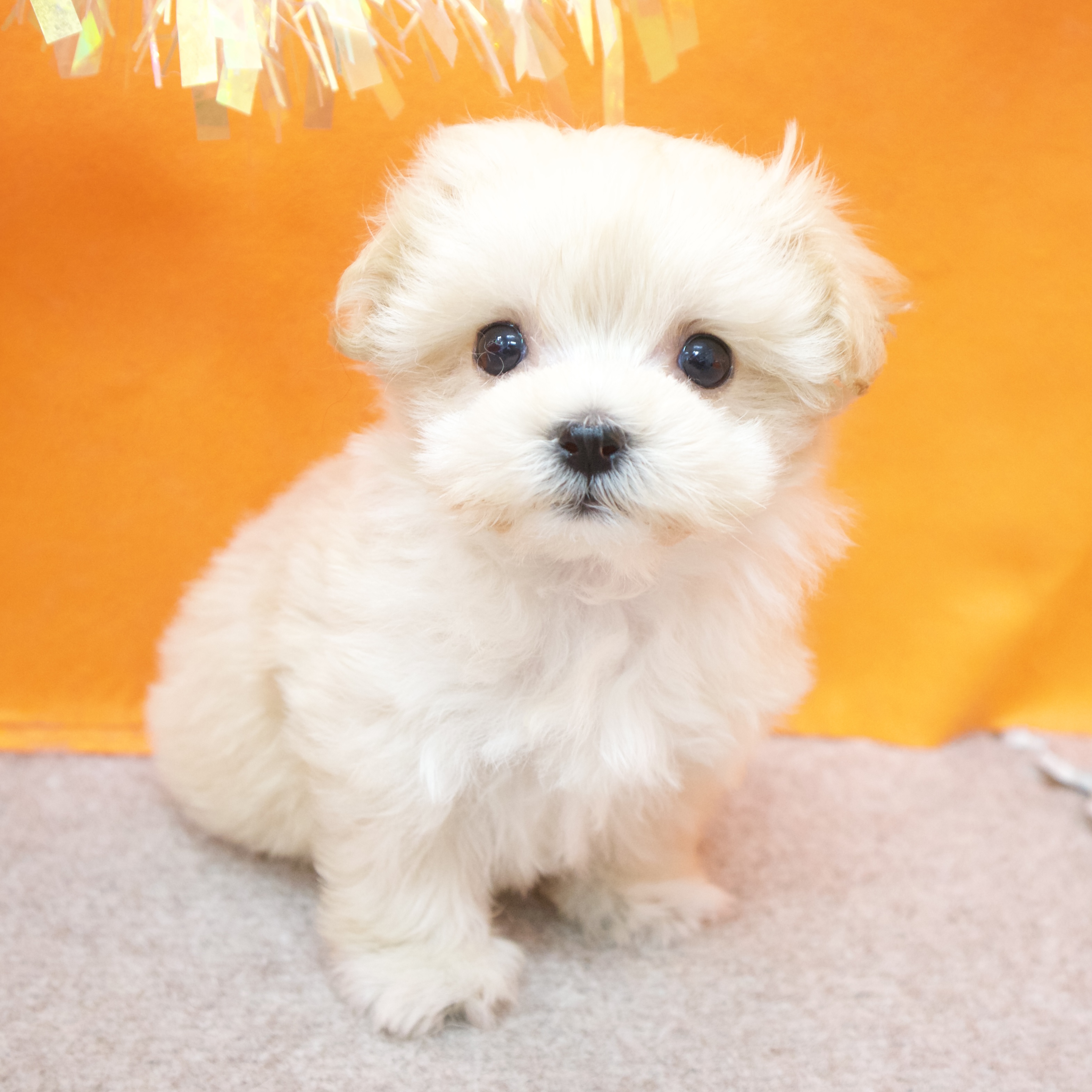 大阪府のマルプー(マルチーズ×プードル) (犬の家＆猫の里吹田店/2026年2月5日生まれ/女の子/クリーム)の子犬の4枚目の画像