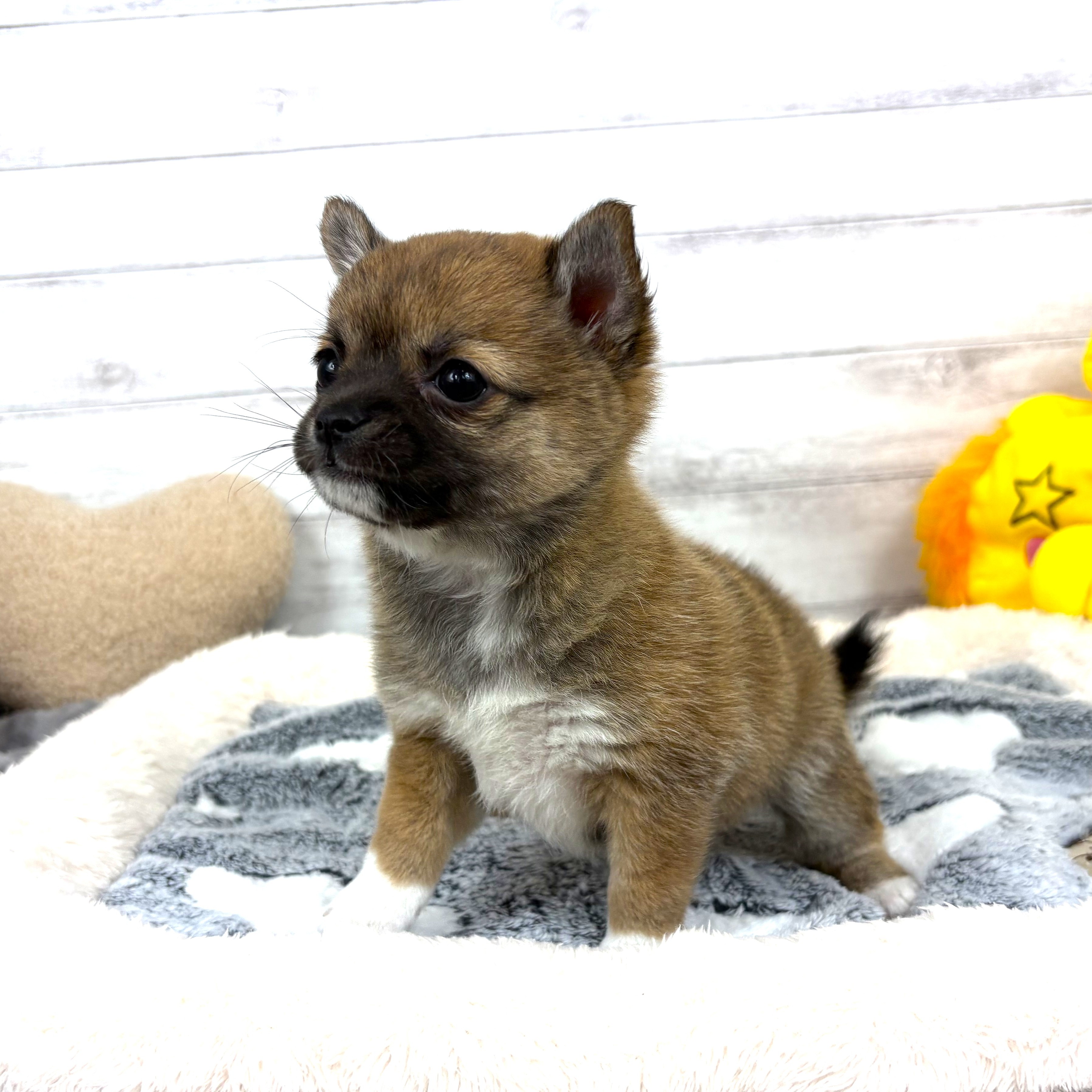 兵庫県のチワ柴/柴チワ/チワシバ(チワワ×柴) (犬の家＆猫の里川西店/2026年2月4日生まれ/女の子/赤)の子犬の4枚目の画像