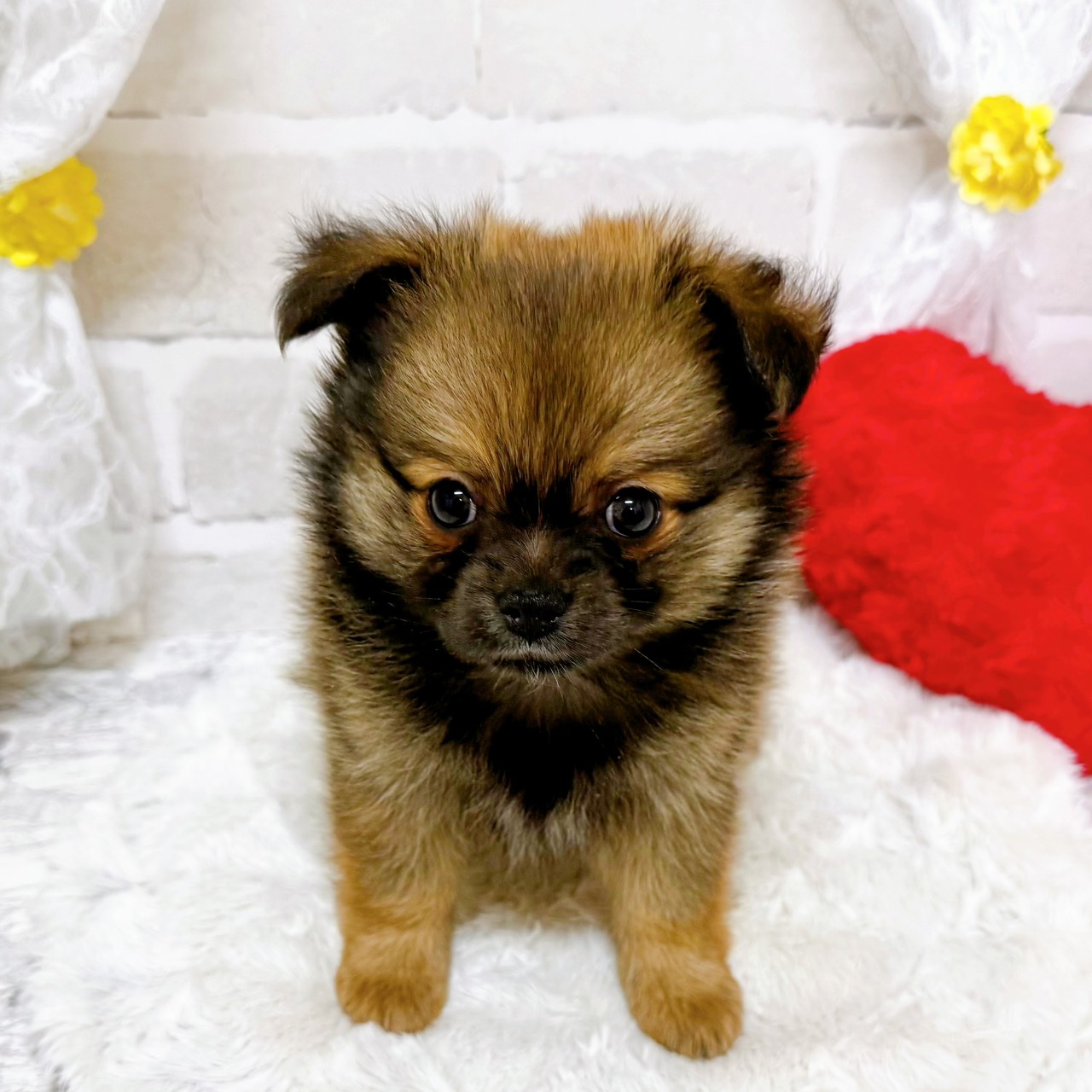 京都府のポメチワ/チワポメ/ポメチー(ポメラニアン×チワワ) (犬の家＆猫の里京都精華店/2026年2月4日生まれ/女の子/レッド)の子犬の4枚目の画像
