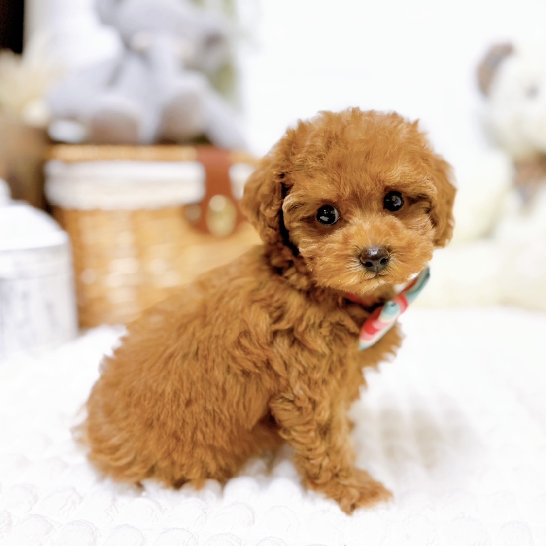 滋賀県のトイプードル(トイ) (犬の家＆猫の里近江八幡店/2026年2月5日生まれ/女の子/レッドフォーン)の子犬の4枚目の画像