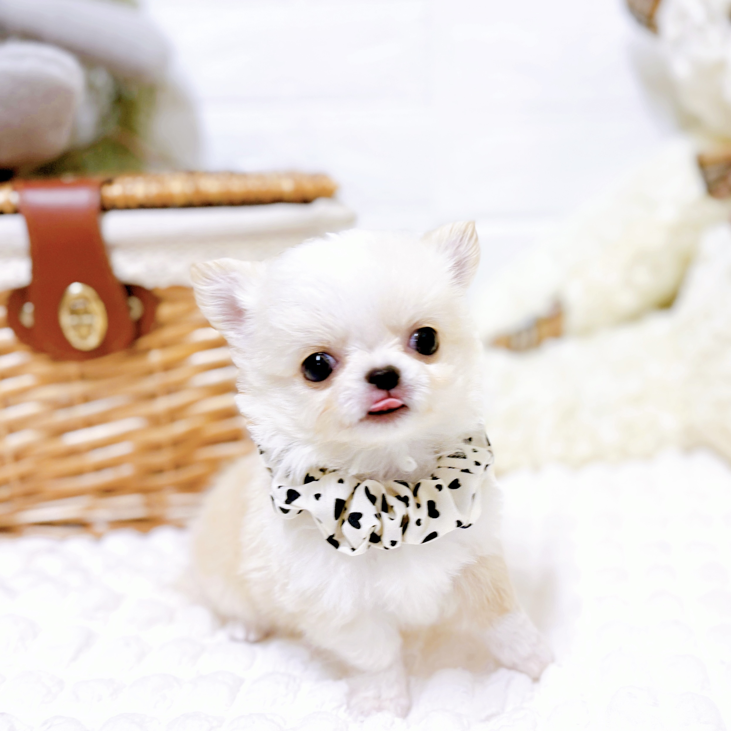 滋賀県のチワワ(ロング) (犬の家＆猫の里近江八幡店/2026年2月3日生まれ/男の子/クリームホワイト)の子犬の4枚目の画像