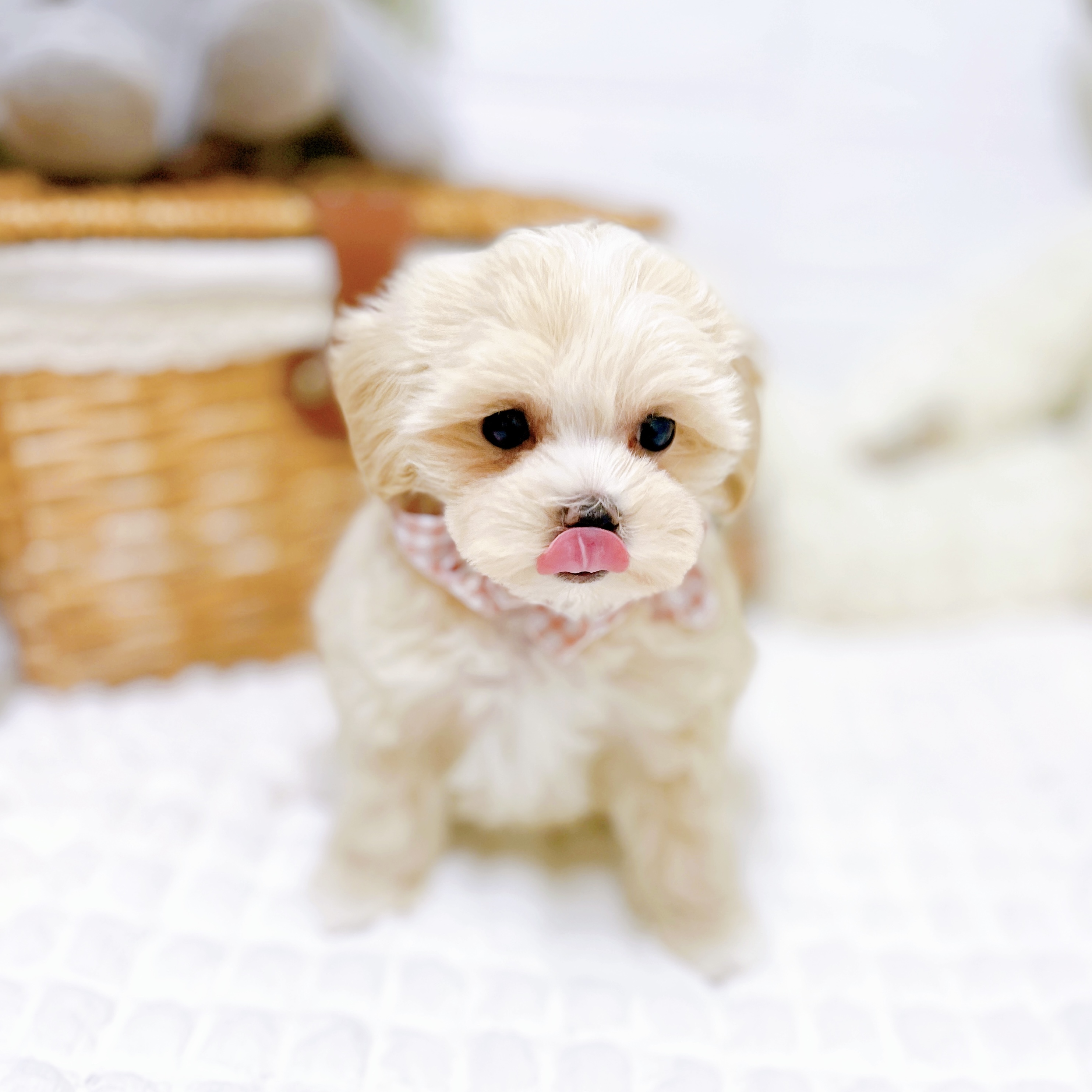 滋賀県のマルプー(マルチーズ×プードル) (犬の家＆猫の里近江八幡店/2026年2月3日生まれ/女の子/クリーム)の子犬の4枚目の画像