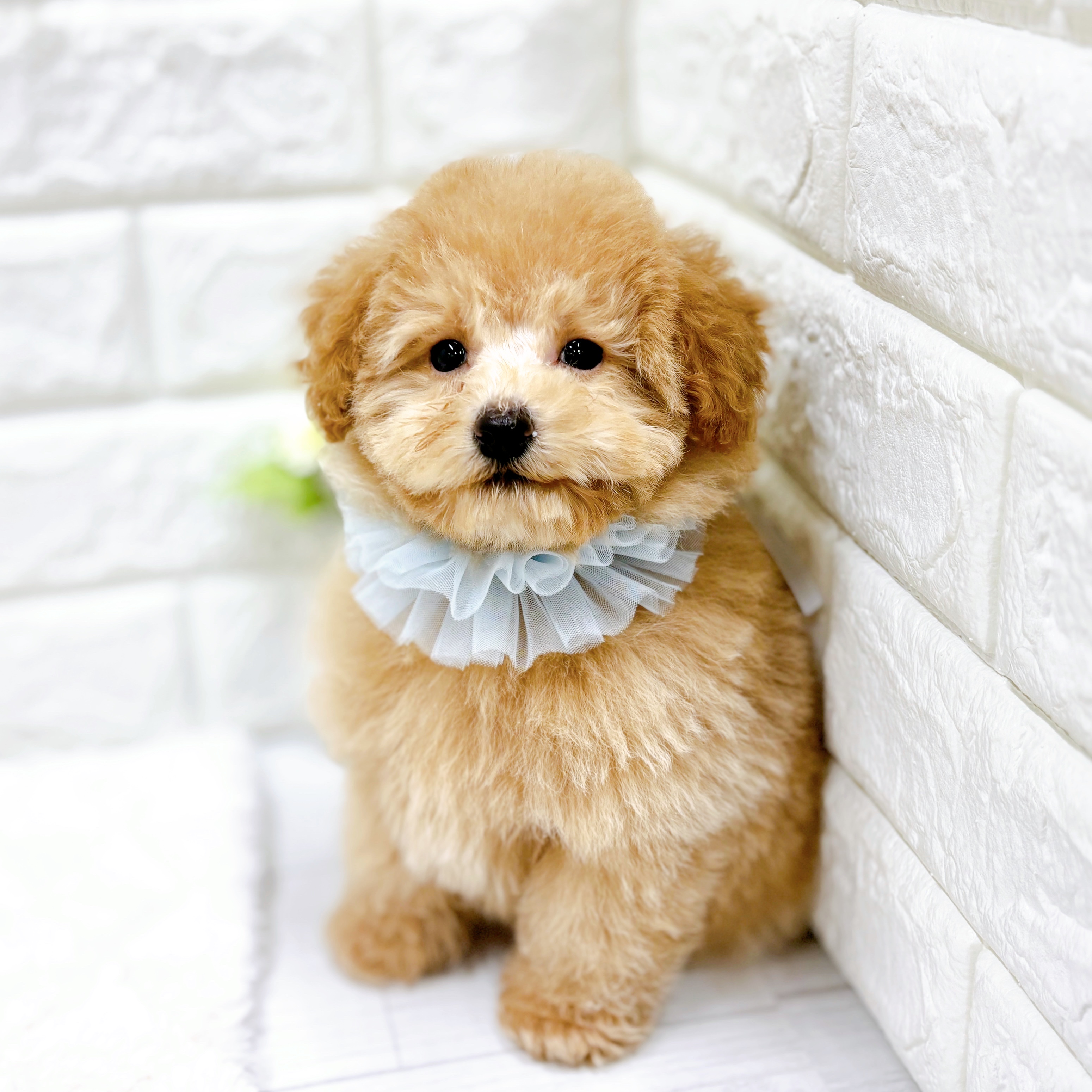 福井県のトイプードル(トイ) (犬の家＆猫の里アミーゴ福井店/2026年1月30日生まれ/男の子/ペールフォーン)の子犬の4枚目の画像