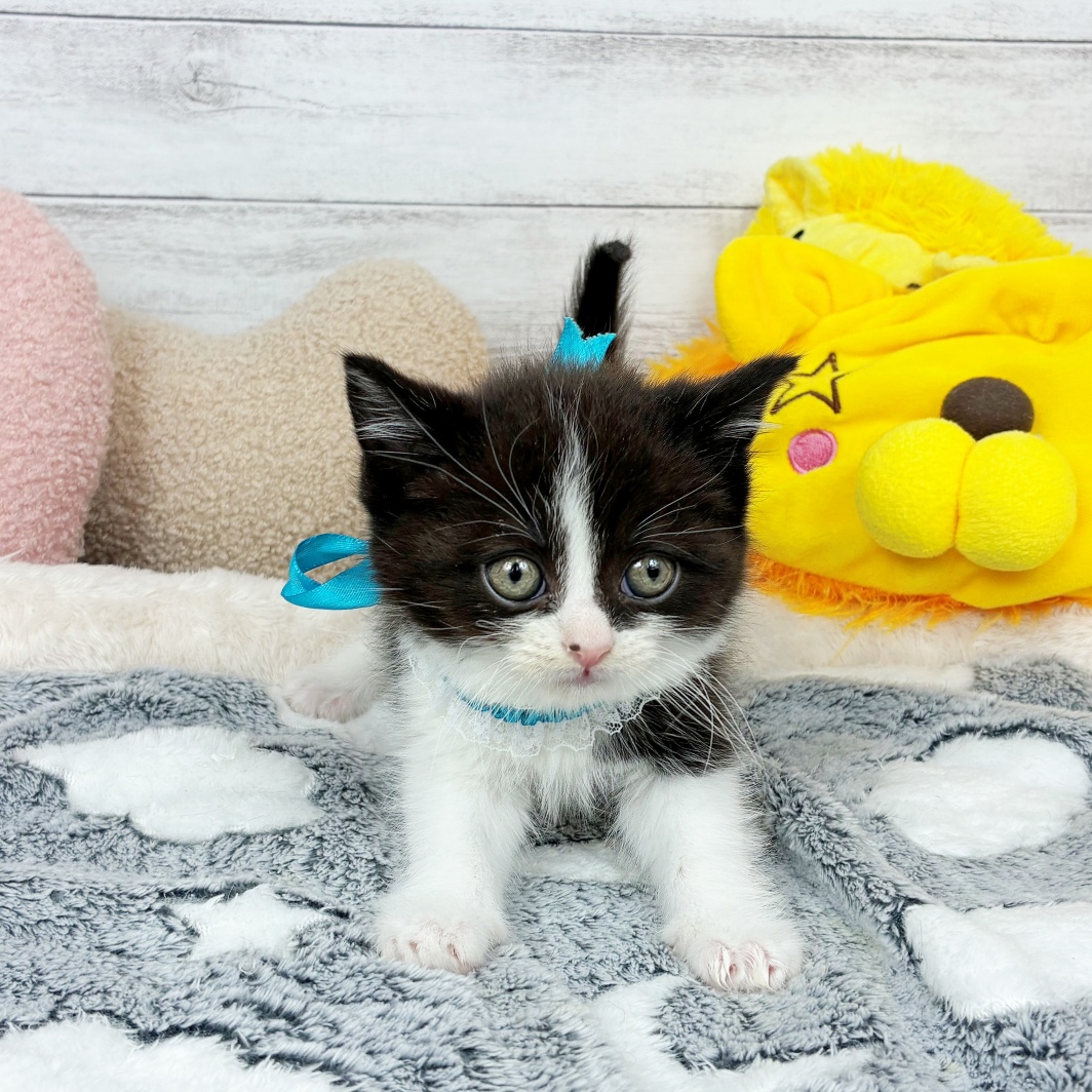 兵庫県のスコティッシュストレート (犬の家＆猫の里川西店/2026年2月4日生まれ/男の子/ブラックホワイト)の子猫の4枚目の画像