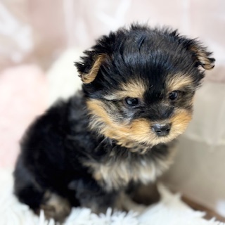 兵庫県のポメキー(ポメラニアン×ヨークシャーテリア) (犬の家＆猫の里カナート西神戸店/2026年2月5日生まれ/男の子/ブラックタン)の子犬の4枚目の画像