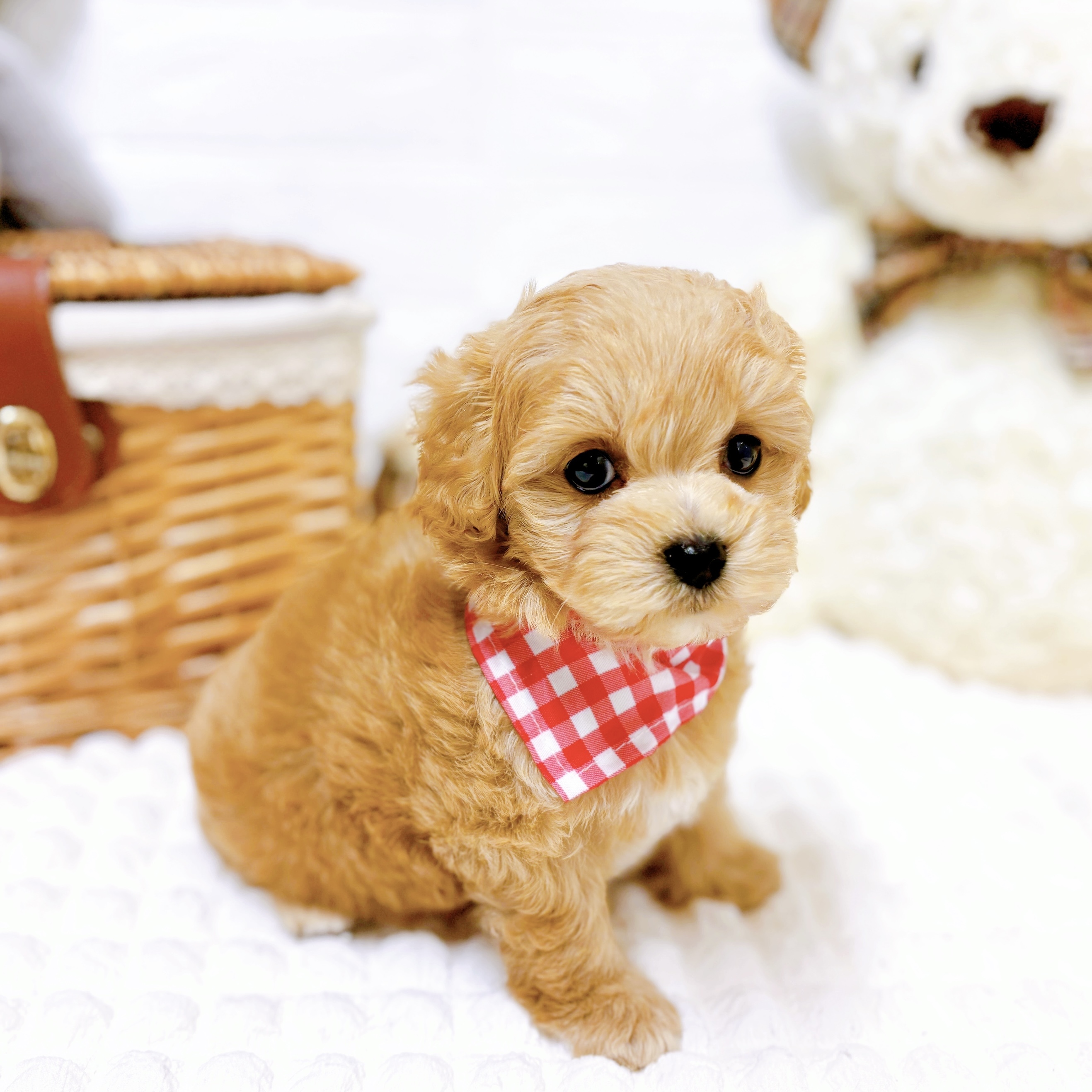 滋賀県のマルプー(マルチーズ×プードル) (犬の家＆猫の里近江八幡店/2026年2月5日生まれ/女の子/クリーム)の子犬の4枚目の画像