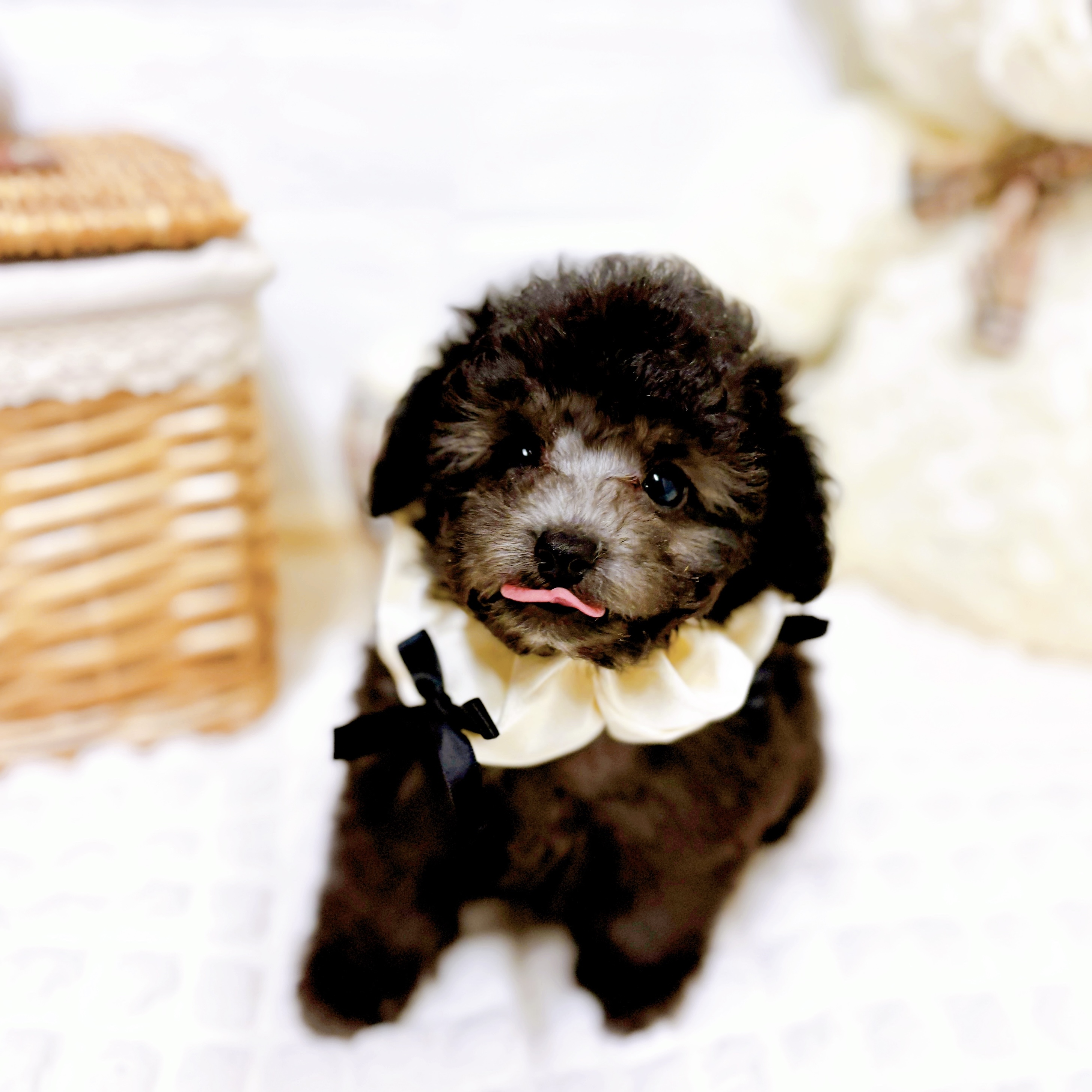 滋賀県のトイプードル(トイ) (犬の家＆猫の里近江八幡店/2026年2月4日生まれ/女の子/グレー)の子犬の4枚目の画像