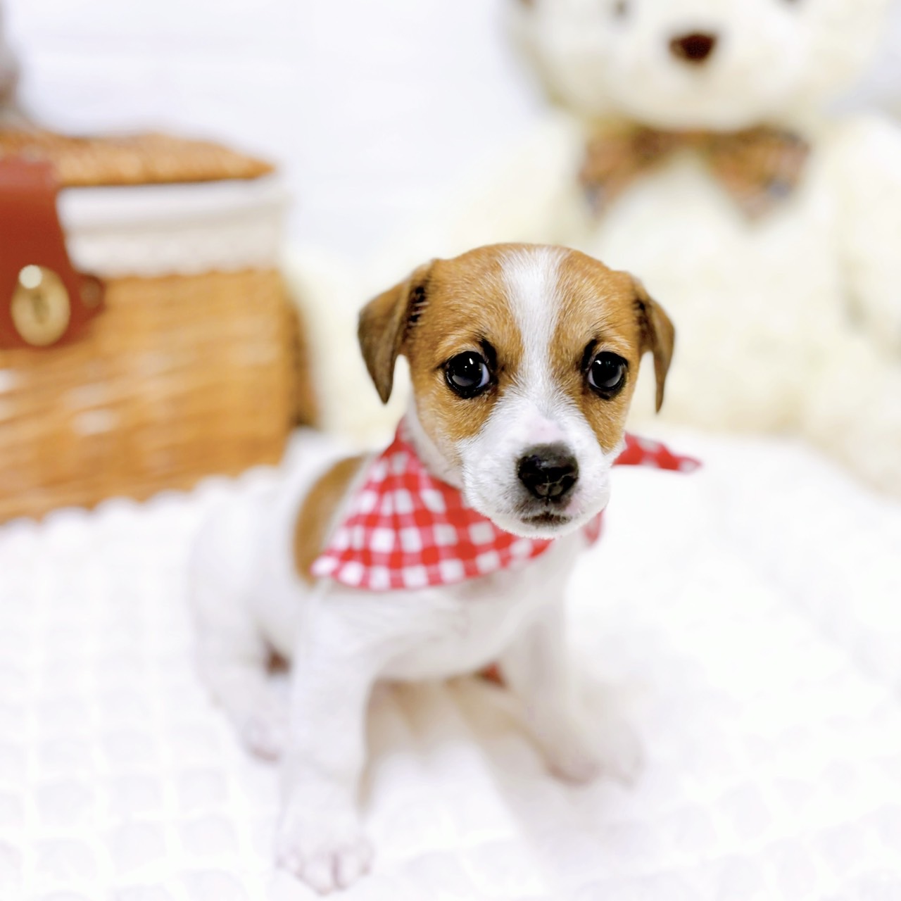 滋賀県のジャックラッセルテリア (犬の家＆猫の里近江八幡店/2026年2月2日生まれ/女の子/タンホワイト)の子犬の4枚目の画像